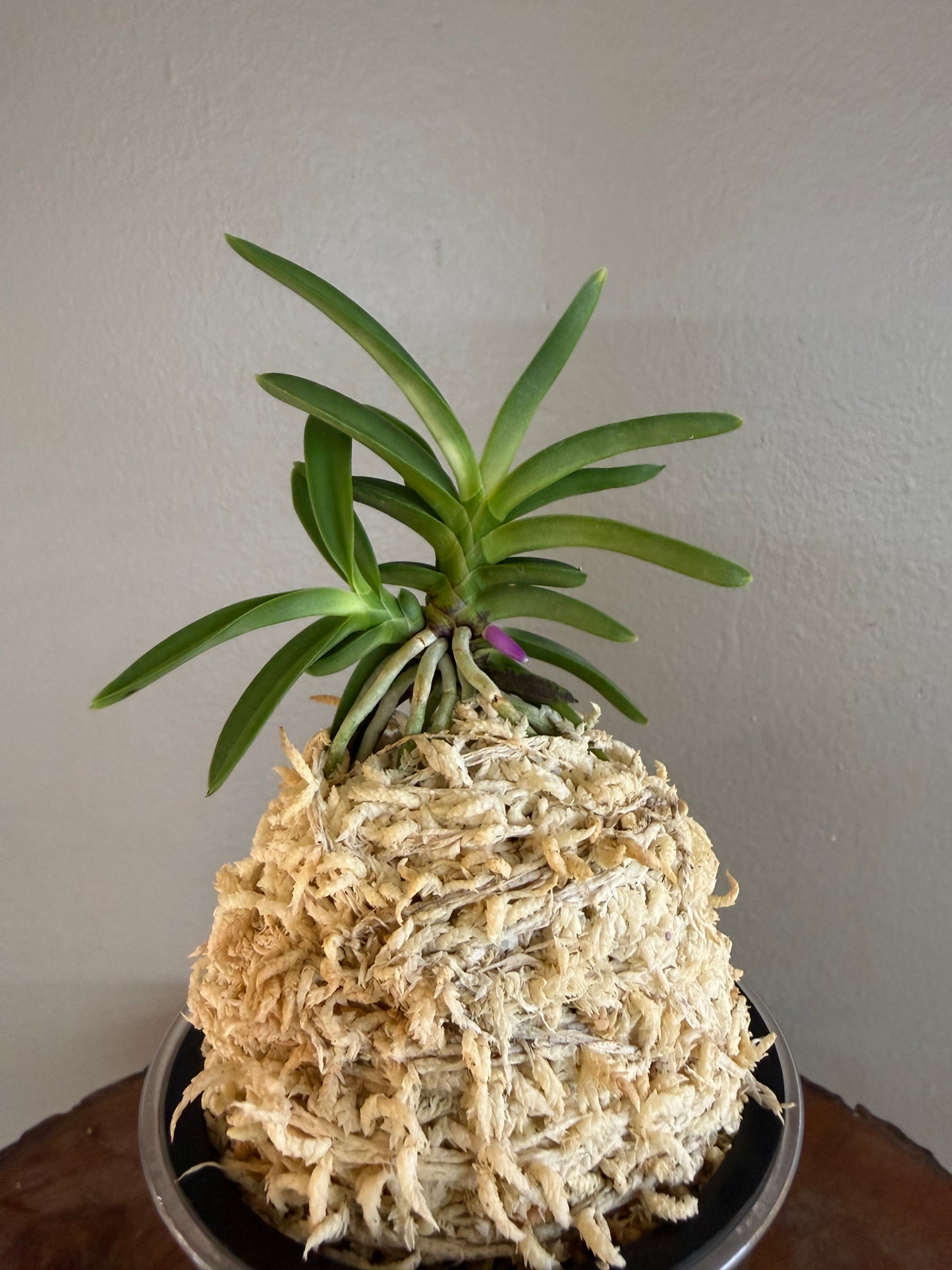 Neofinetia falcata Homeiden 豊明殿