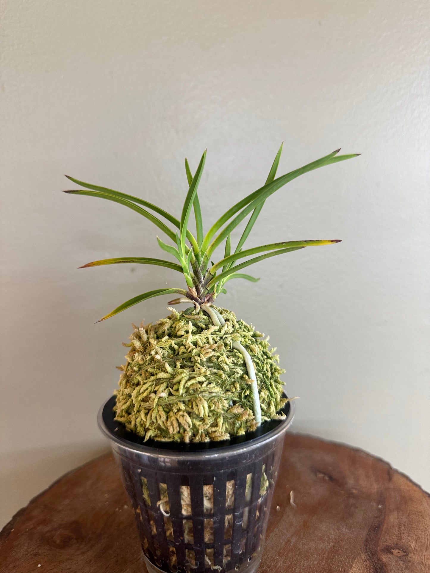 Neofinetia falcata Hanamatoi 花纏