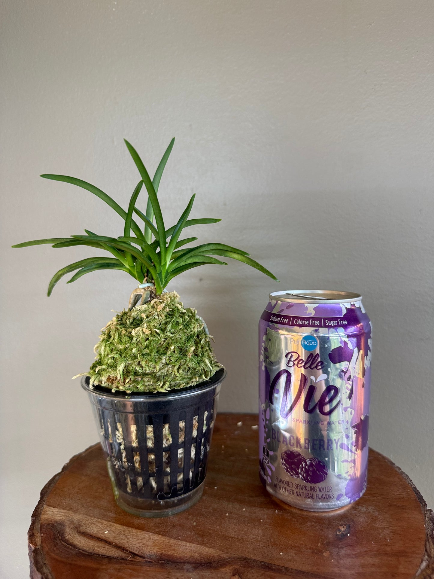 Neofinetia falcata Jitsugekko 日月光