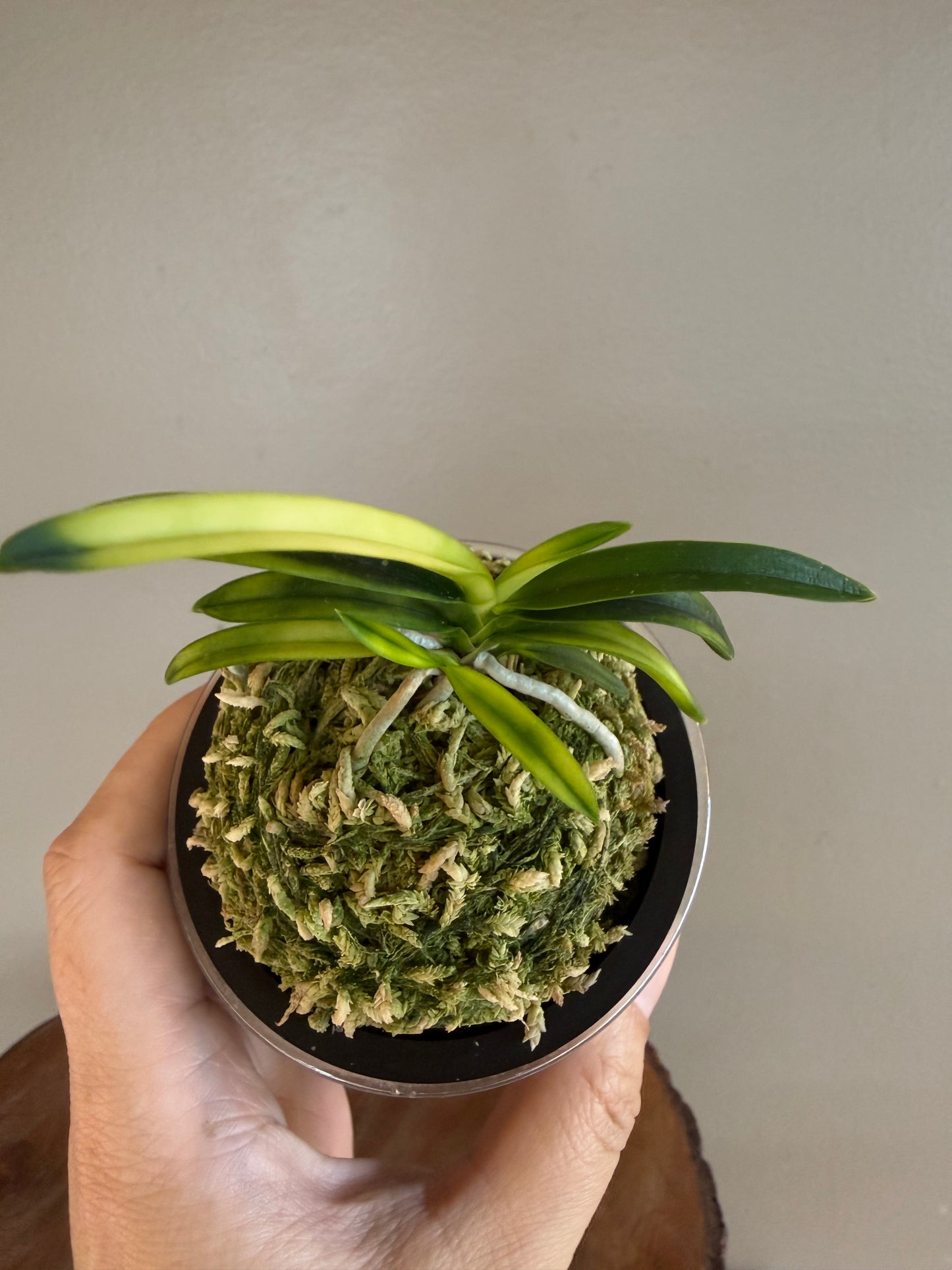 Neofinetia falcata Setsuza 雪山