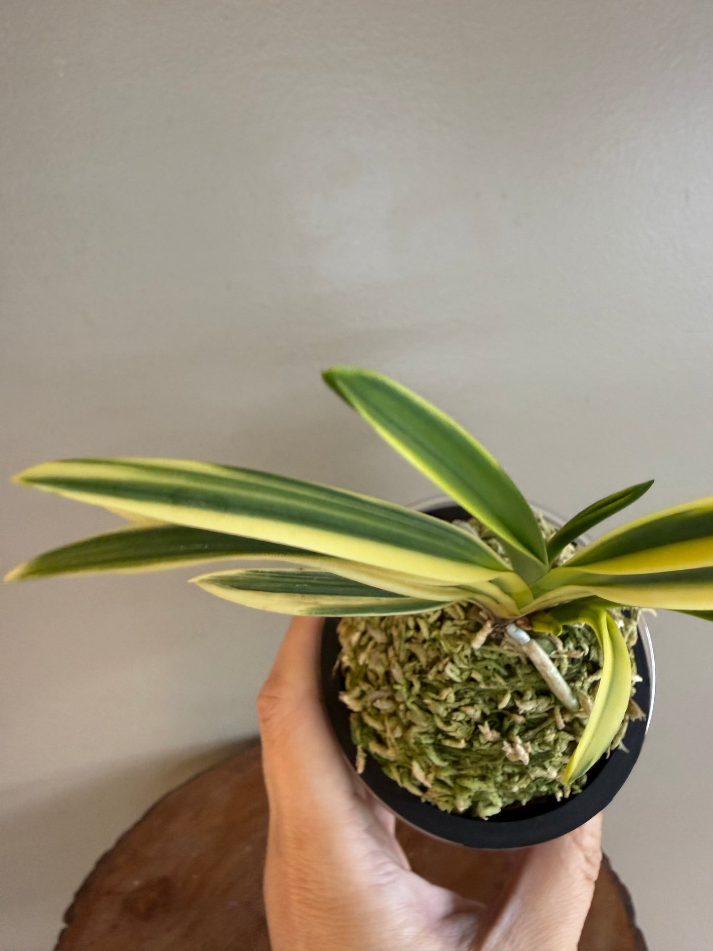 Neofinetia falcata Chikyuhou 地球寶