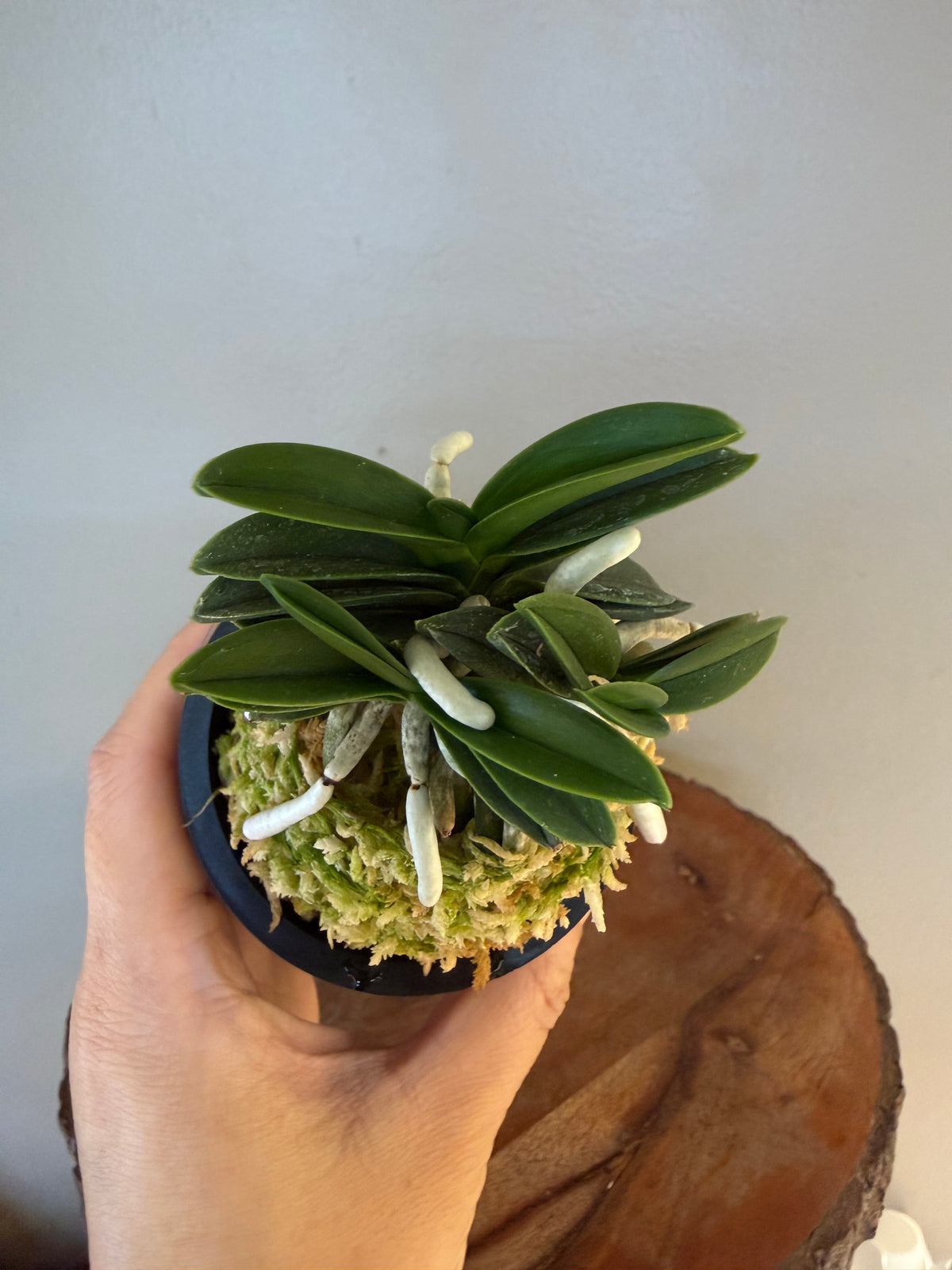 Neofinetia falcata Jangwon 壯元