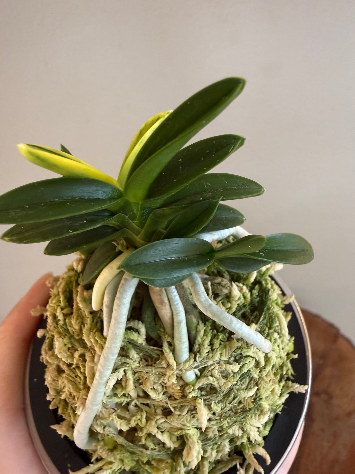 Neofinetia falcata Chwiwolho 翠月湖