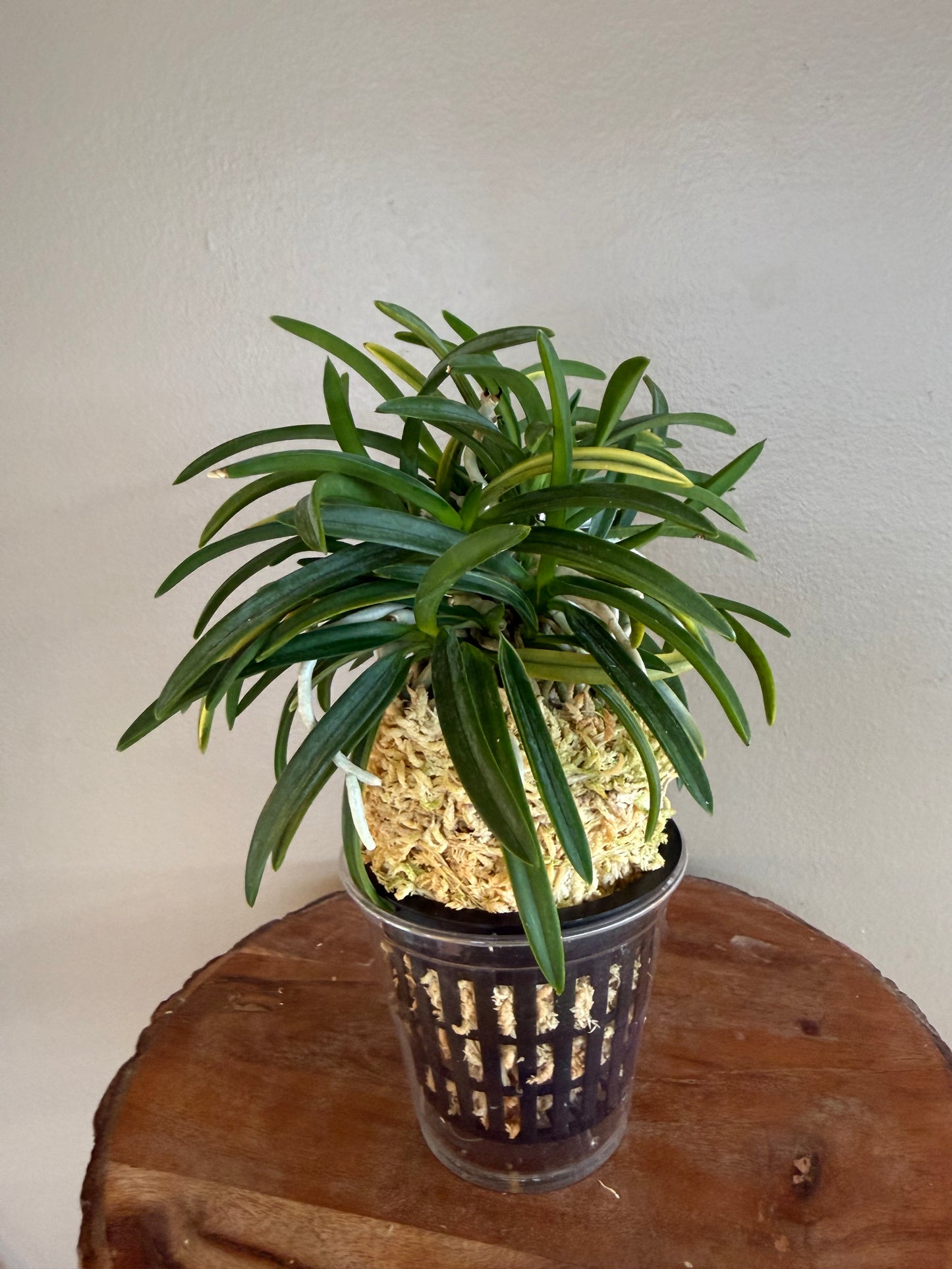 Neofinetia falcata Yaegoromo 八重衣