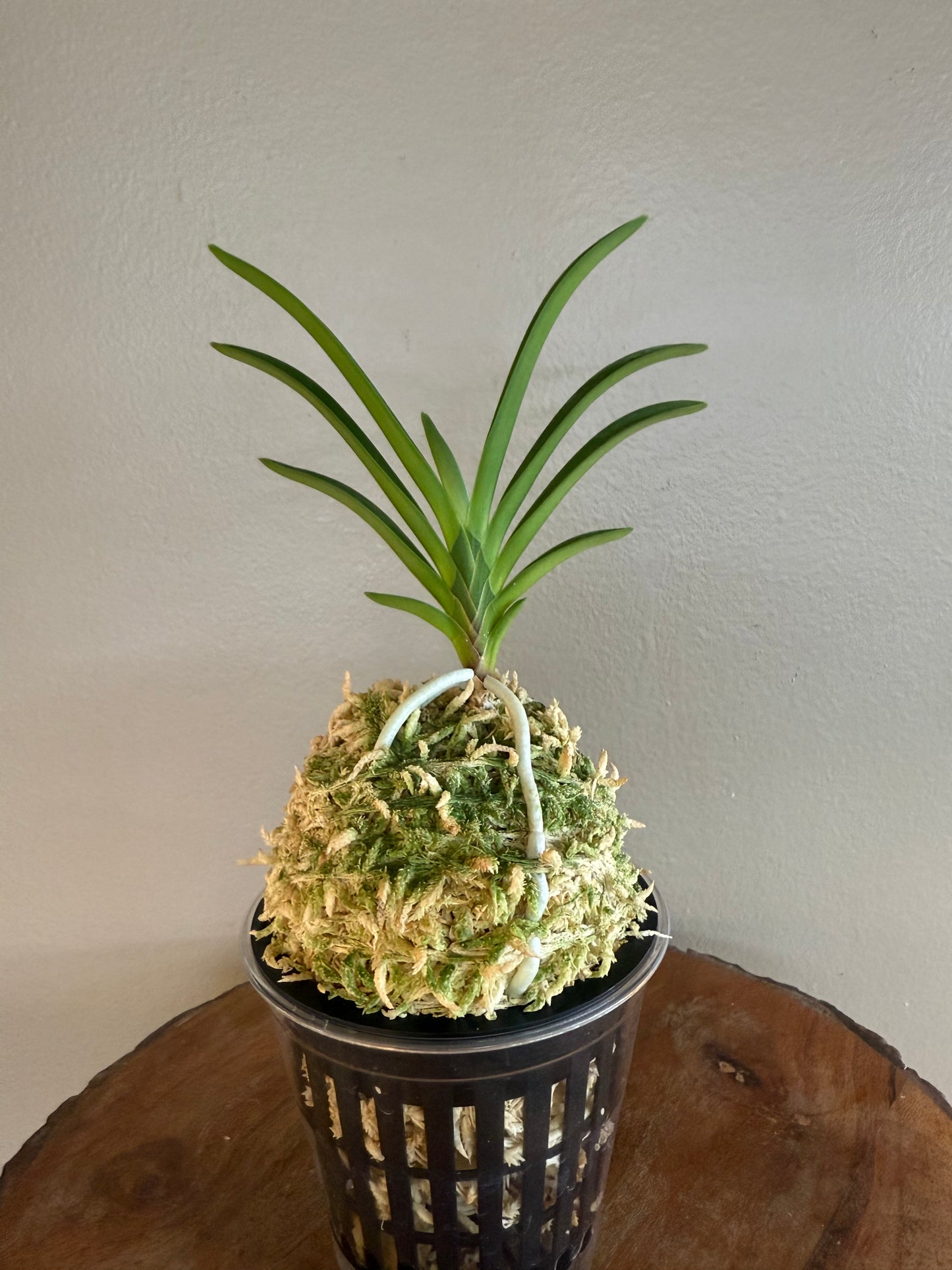 Neofinetia falcata Baekseolgongju 白雪公主