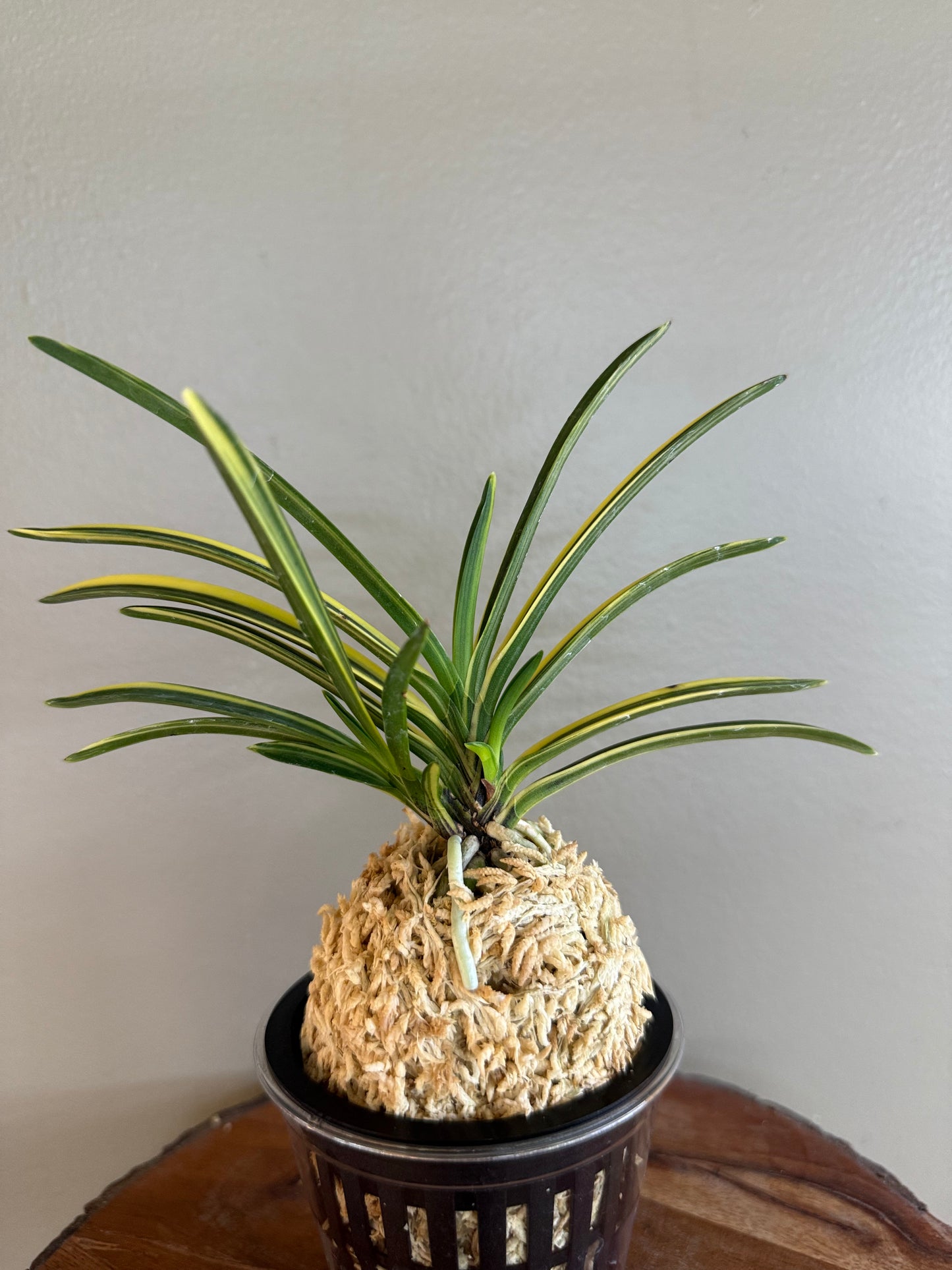 Neofinetia falcata Rain no Hikari 羅因之光