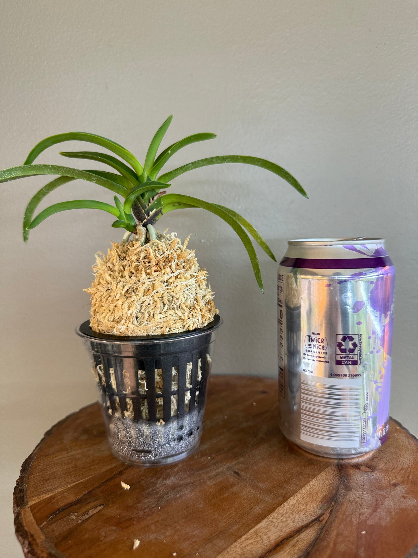 Neofinetia falcata Yamafubuki 山吹雪