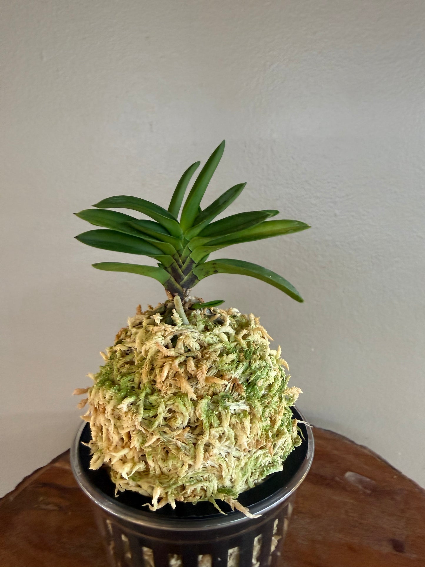 Neofinetia falcata Yodo no Matsu 淀の松