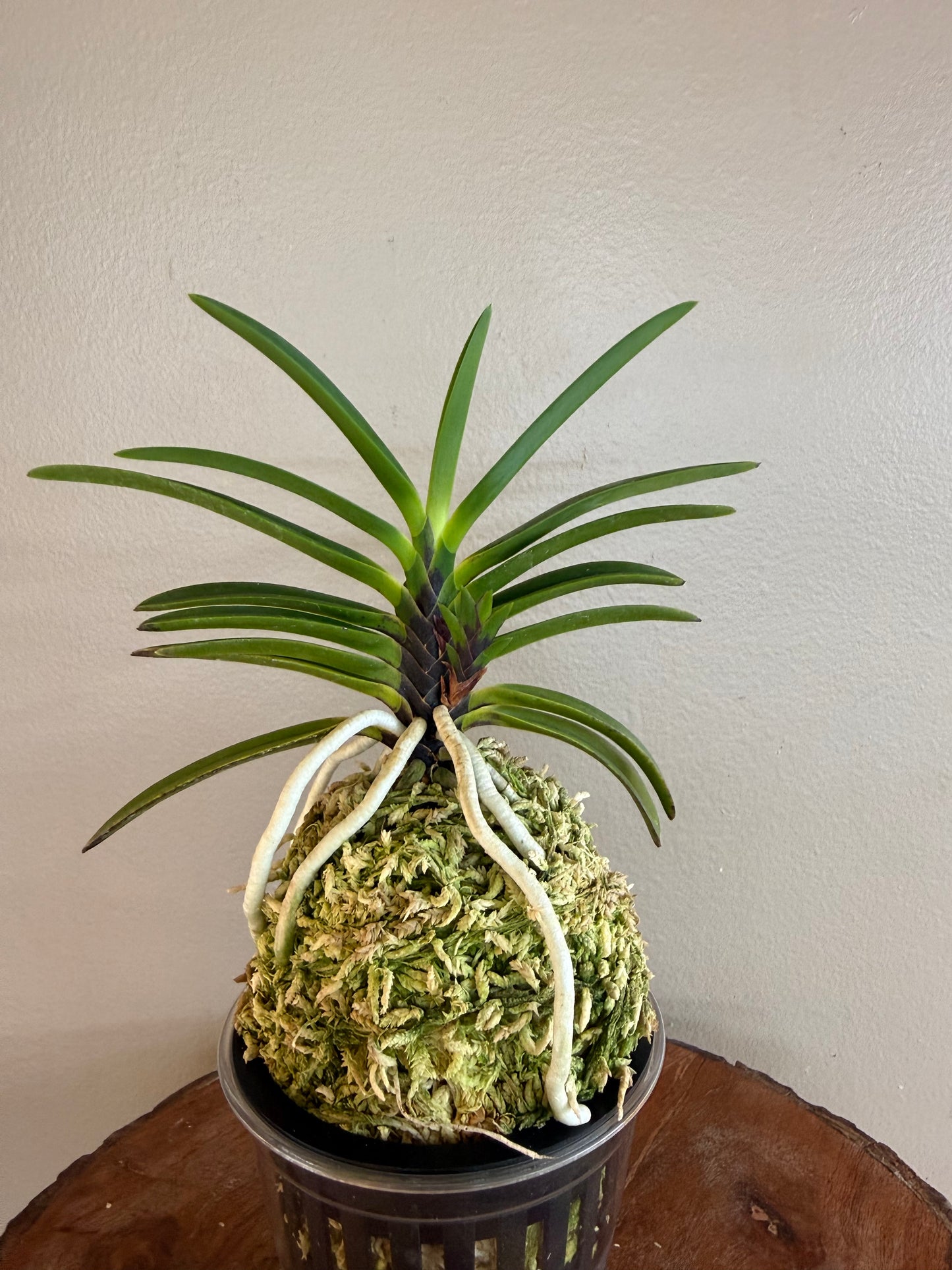 Neofinetia falcata Akausagi 赤兎