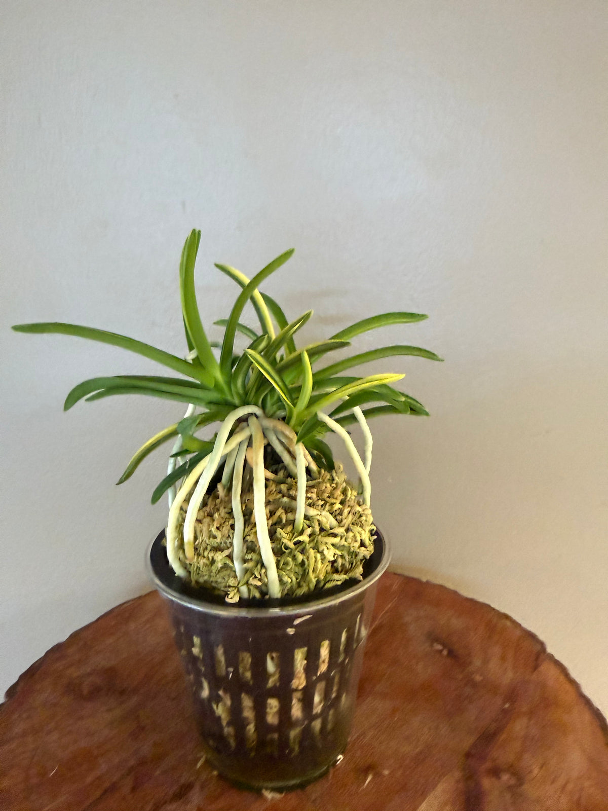 Neofinetia falcata Fugaku 富嶽