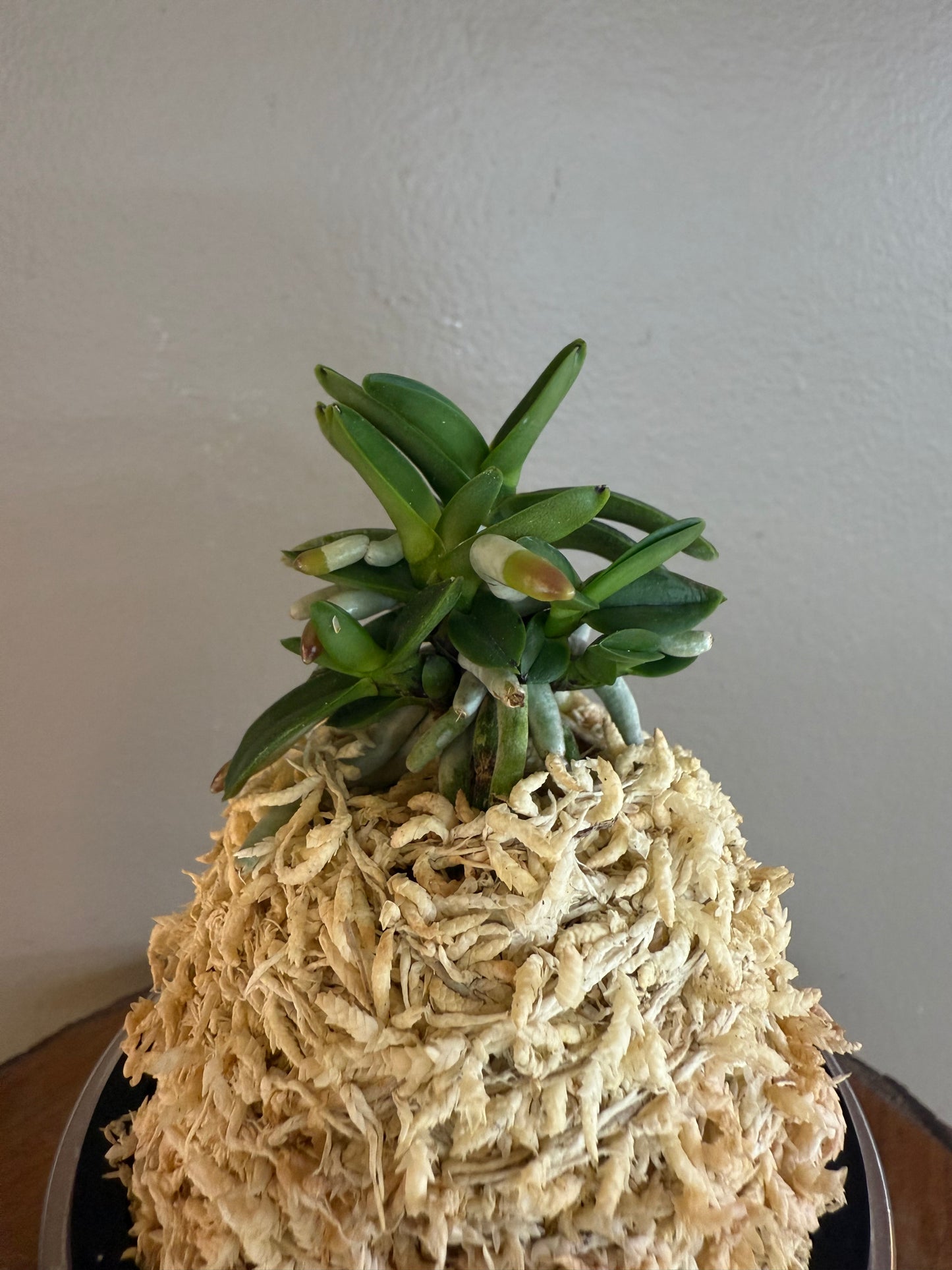 Neofinetia falcata Kuroshinju 黒真珠
