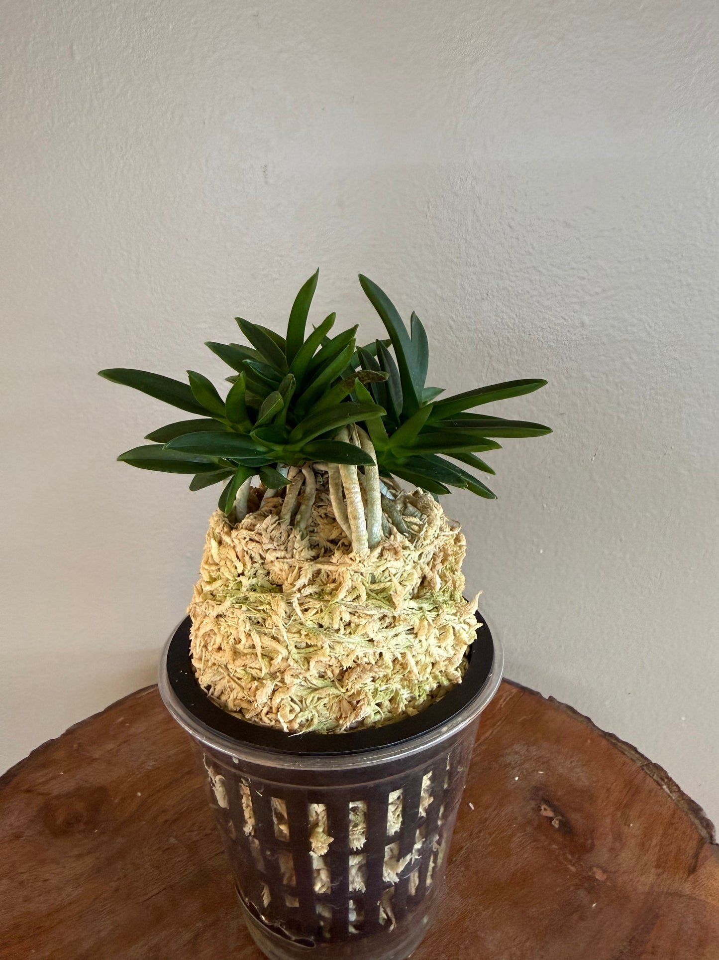 Neofinetia falcata Tamakongo 玉金剛