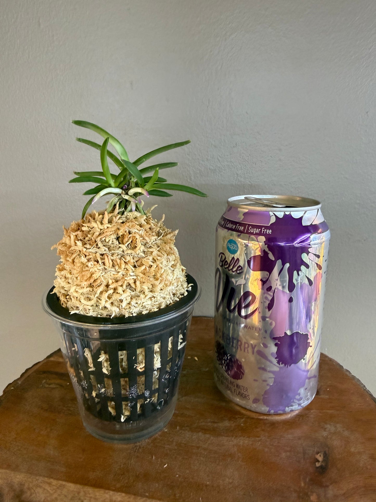 Neofinetia falcata Homeiden 豊明殿