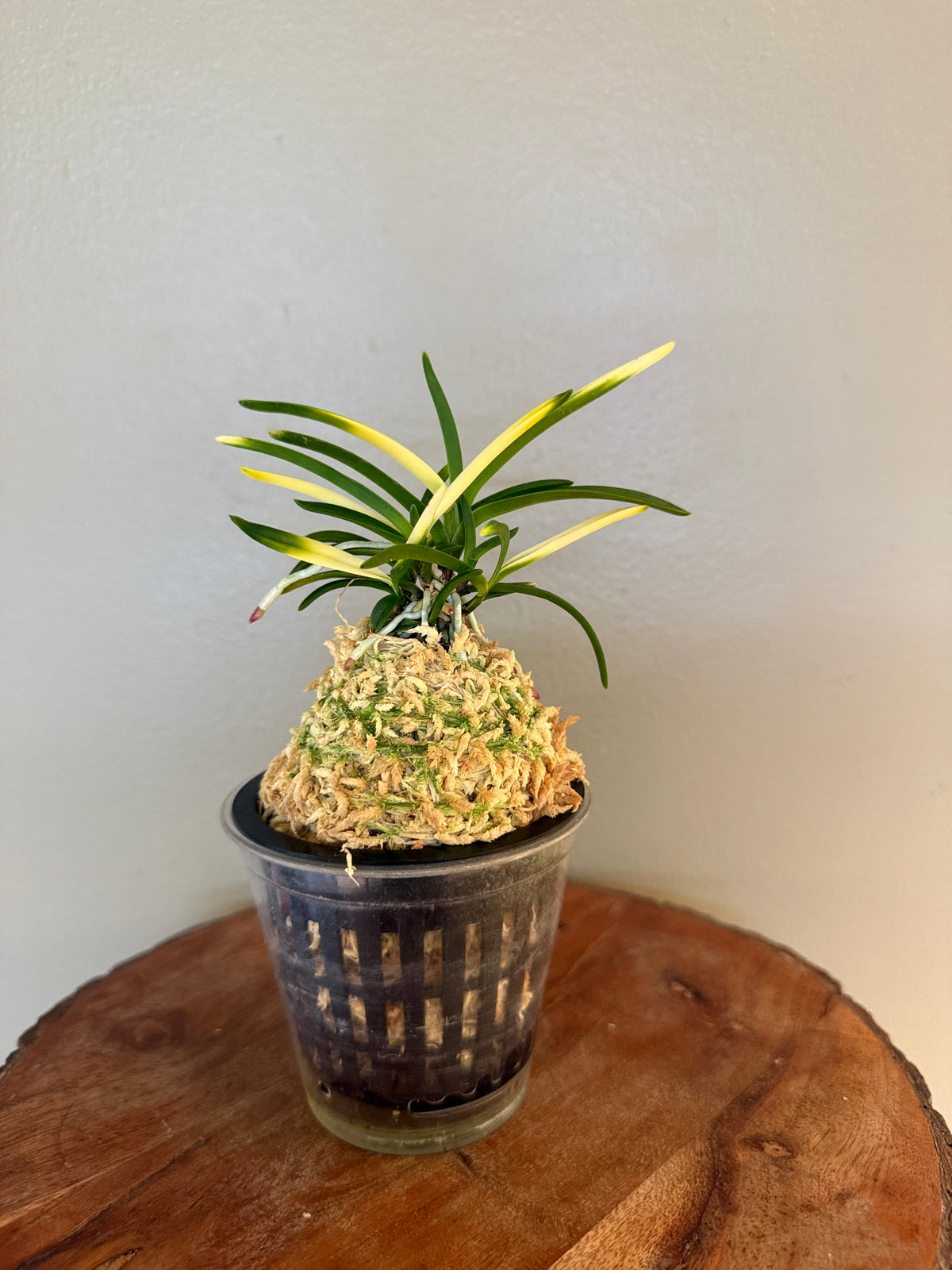 Neofinetia falcata Hokage 火影