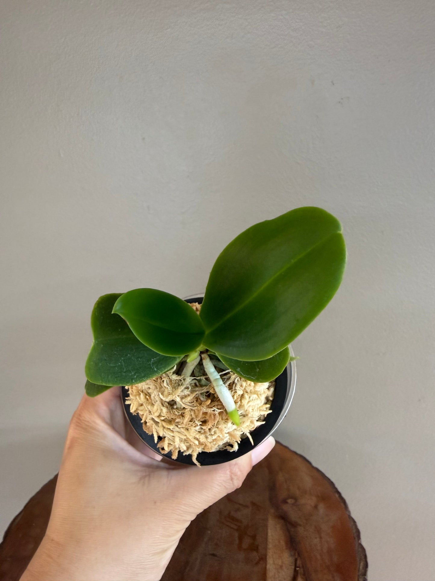 Sedirea japonica NAGORAN 名護蘭