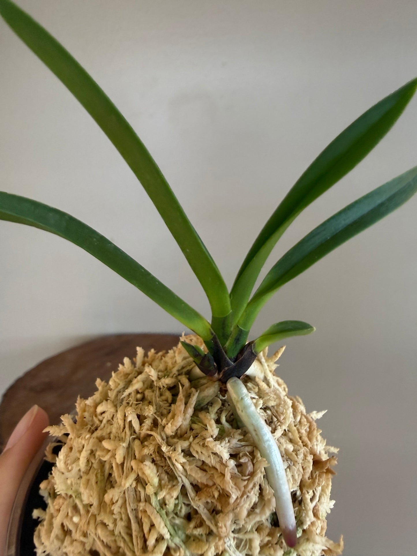 Neofinetia falcata Hien 緋燕