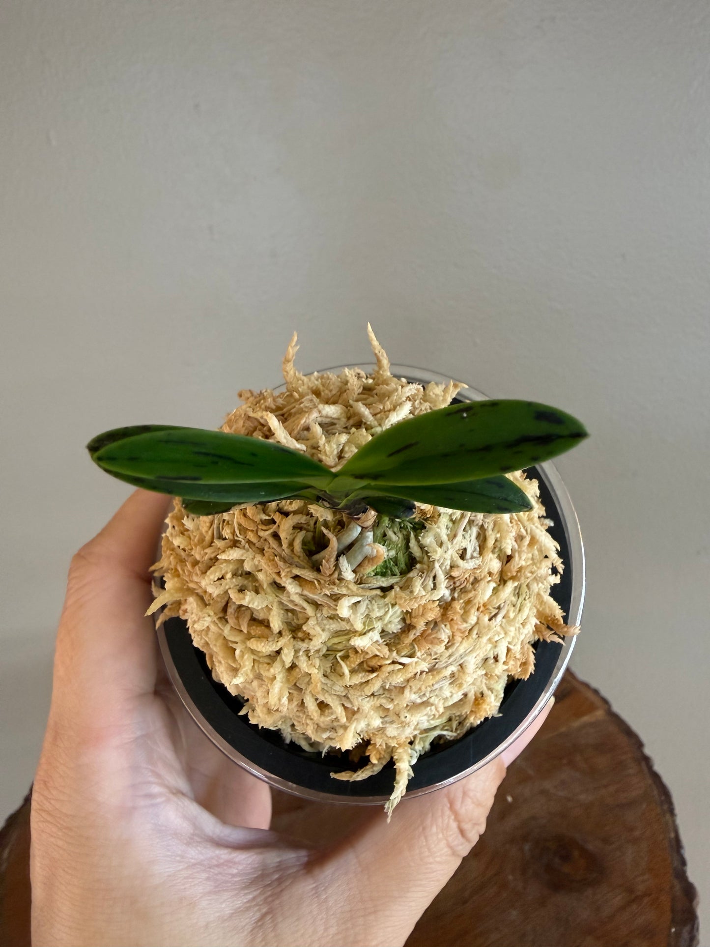 Neofinetia falcata Geumo (Kurohyo）金烏 (jp 黑豹）