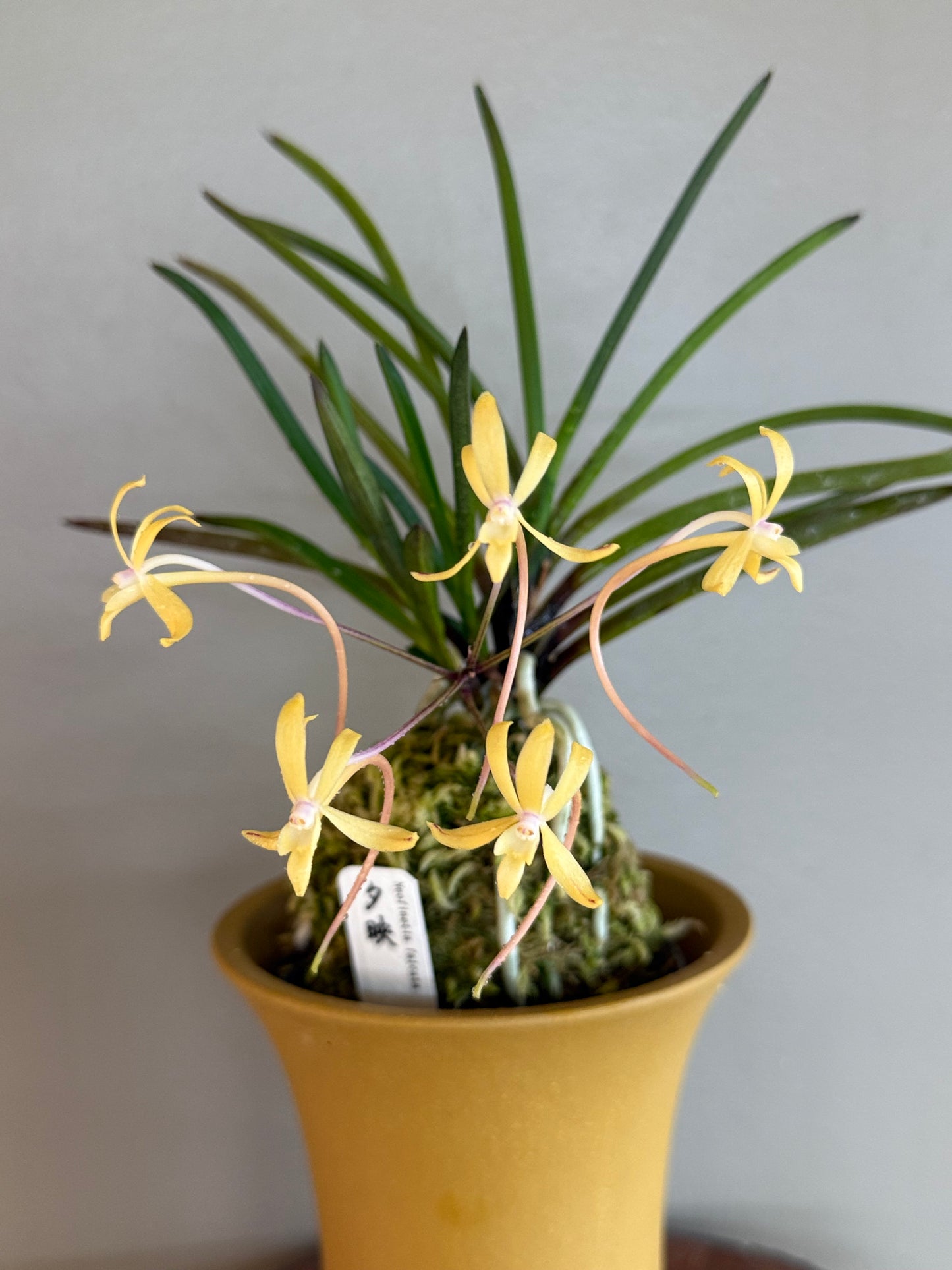 Neofinetia falcata 夕映 Yubae