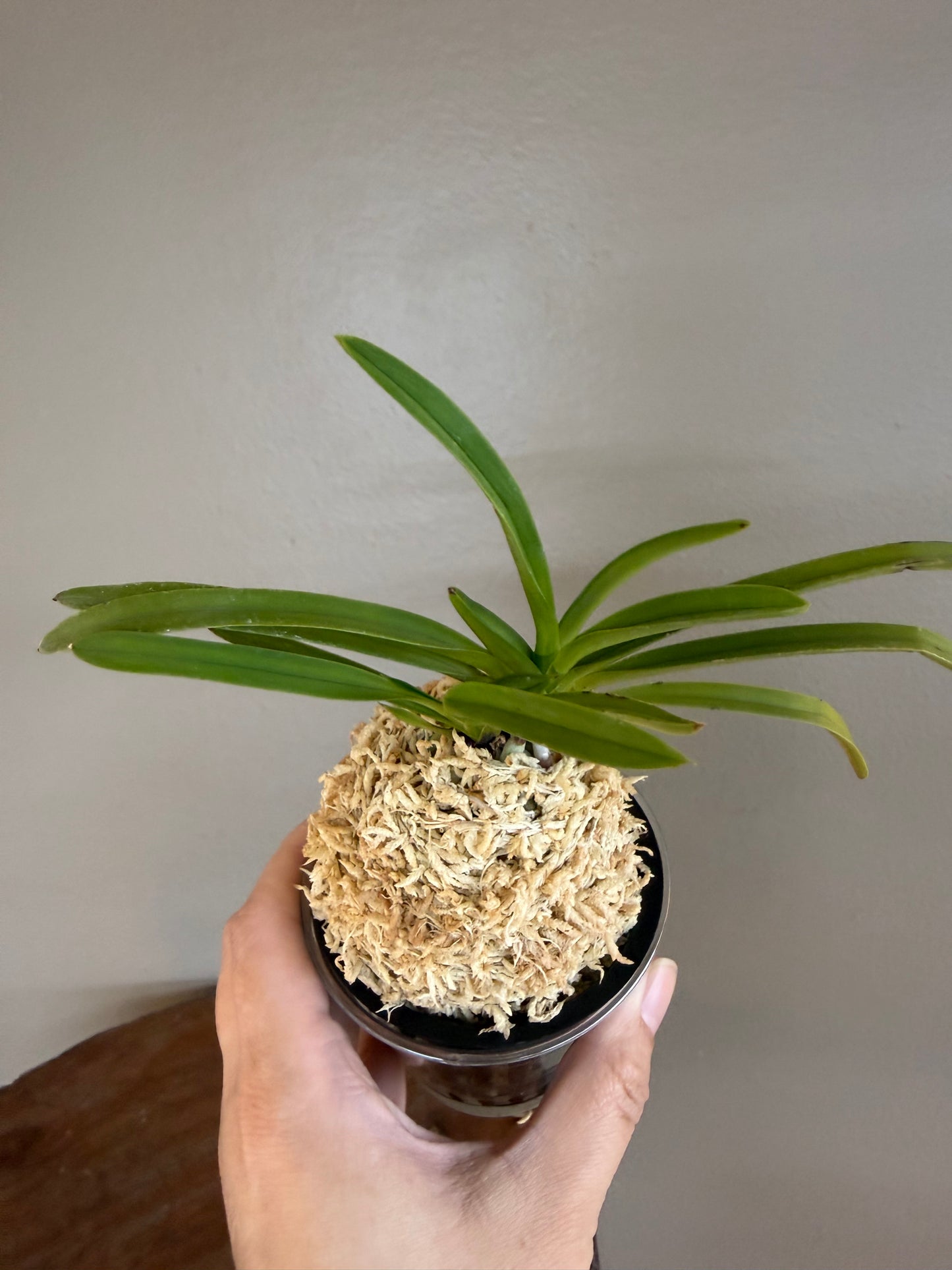 Neofinetia falcata Samhongjeon(Manjushage+Raiko) 三紅殿