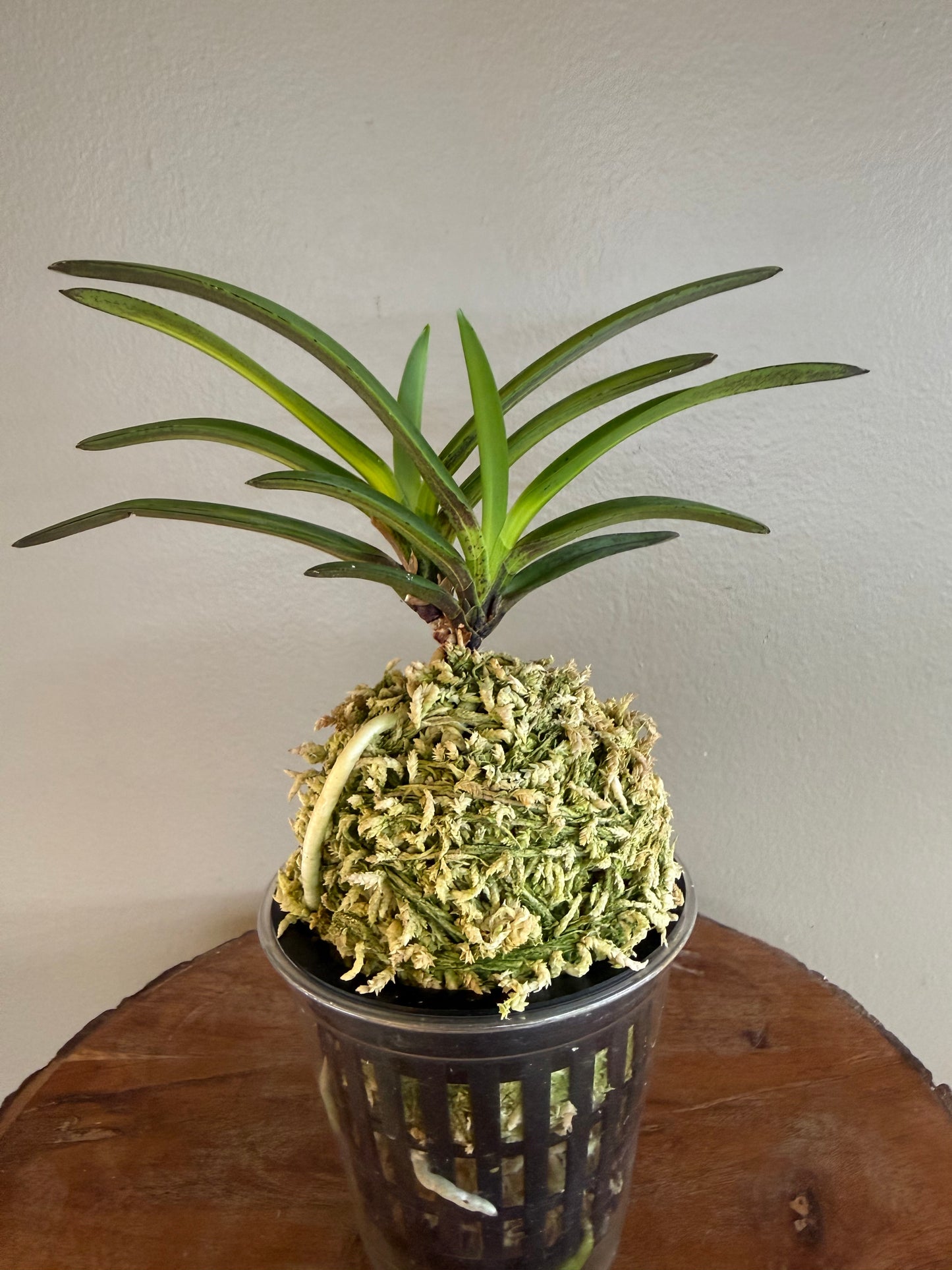 Neofinetia falcata Mikado 帝