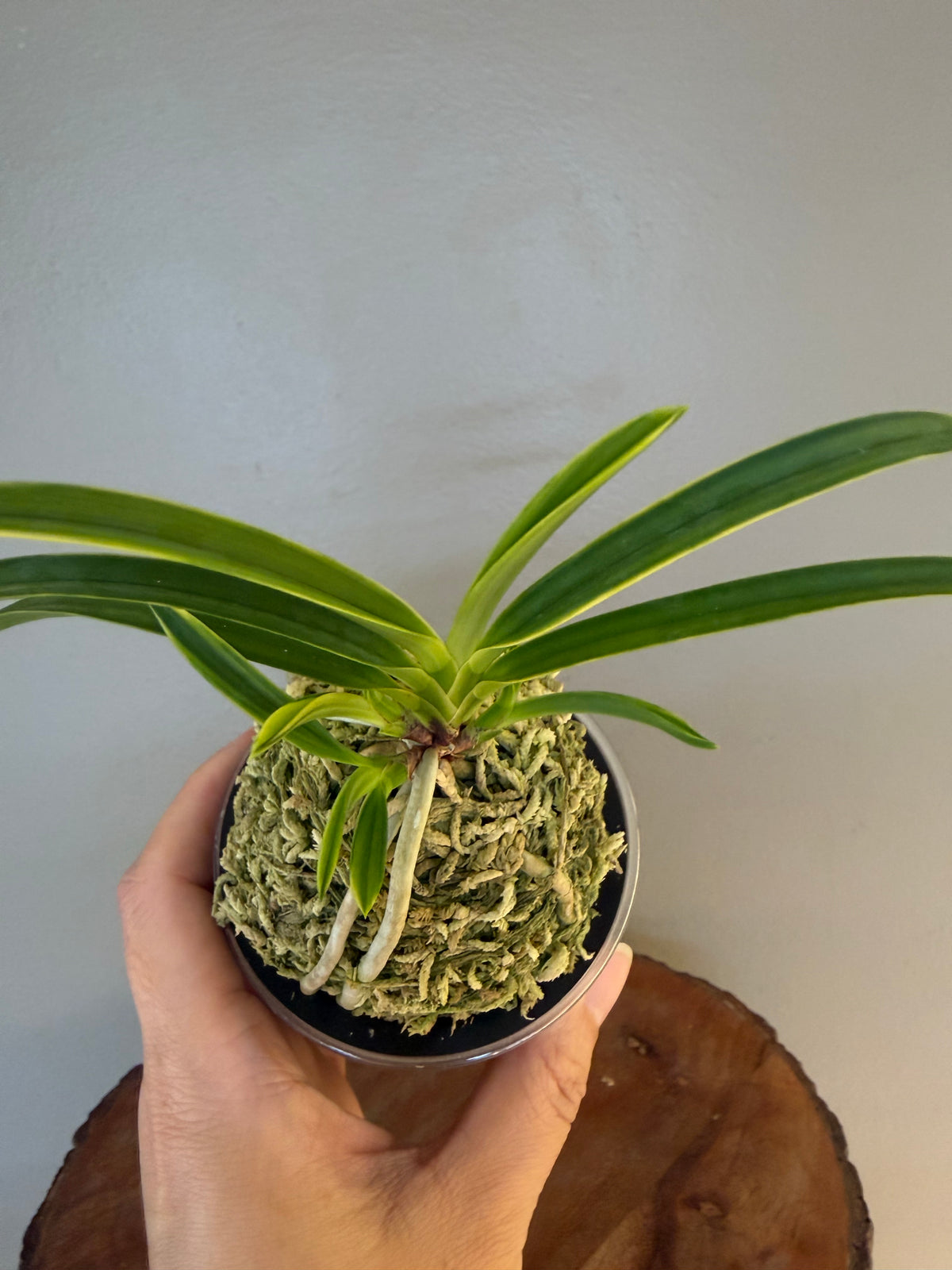 Neofinetia falcata Fugaku 富嶽