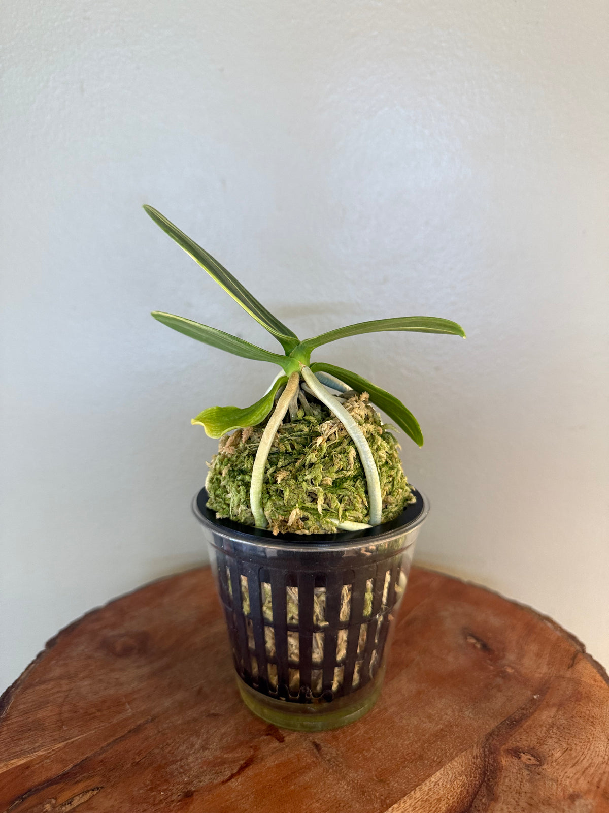 Sedirea japonica Shima 名護蘭縞