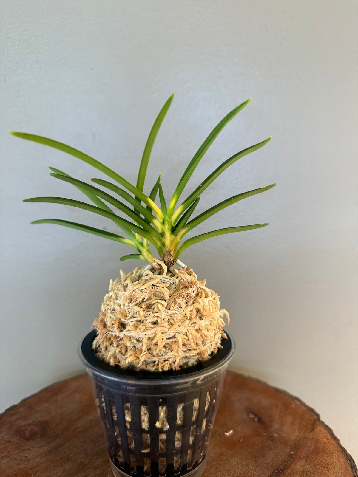 Neofinetia falcata Shinkiro 蜃気楼