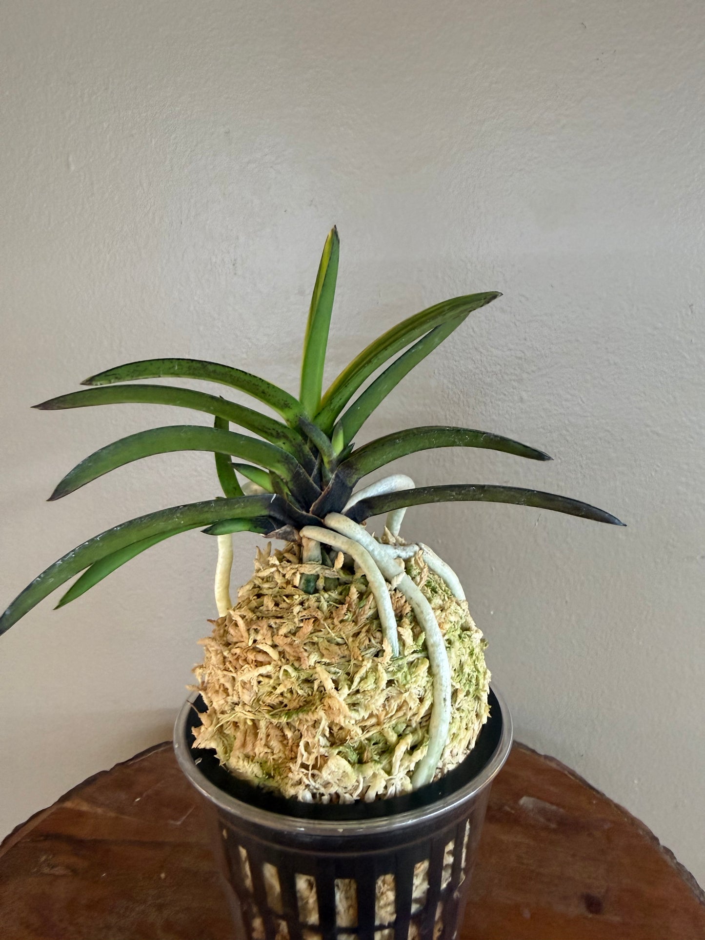 Neofinetia falcata Cheonjiyeon 天池淵