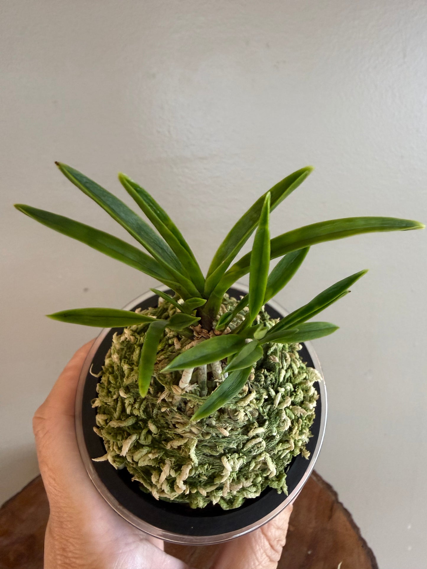 Neofinetia falcata Kinkosei 金光星
