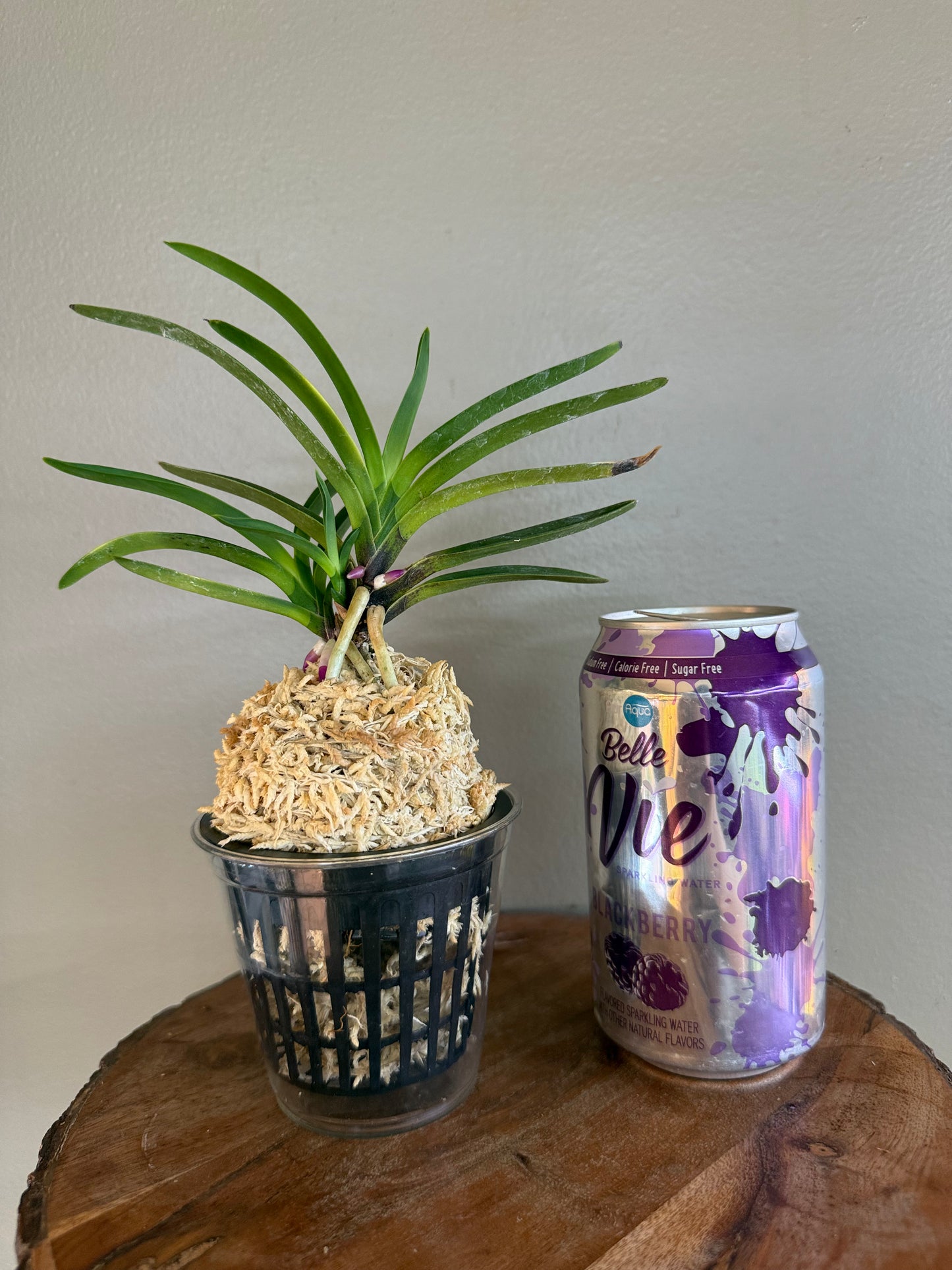 Neofinetia falcata Taiga 大河