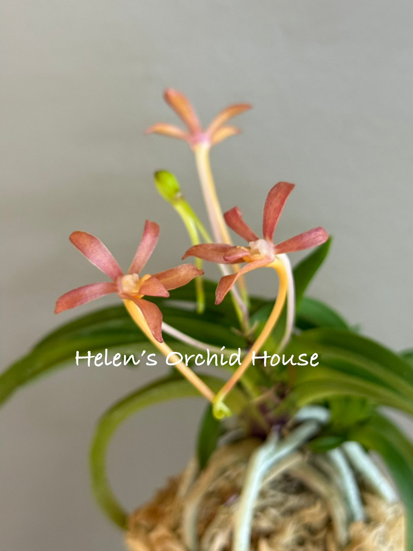 Neofinetia falcata Daepunghae (Onamiseikai Benikaedae) 大楓海