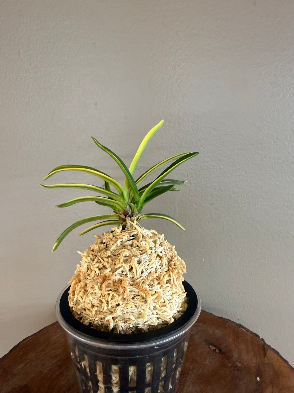 Neofinetia falcata Fugaku 富嶽