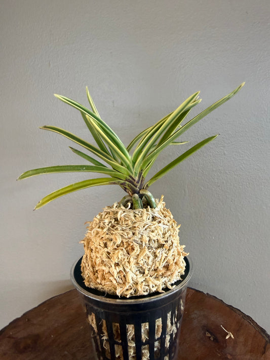 Neofinetia falcata Gojo Fukurin 御城覆輪