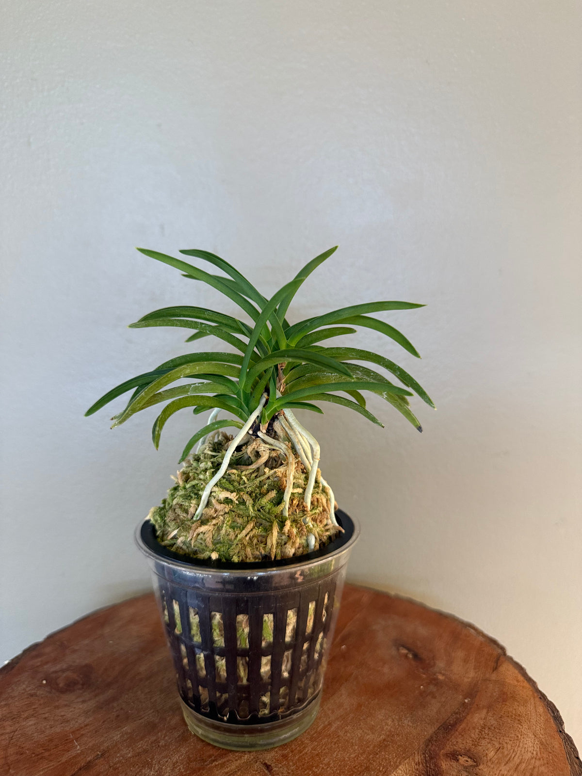 Neofinetia falcata Danjeonghong 丹頂紅