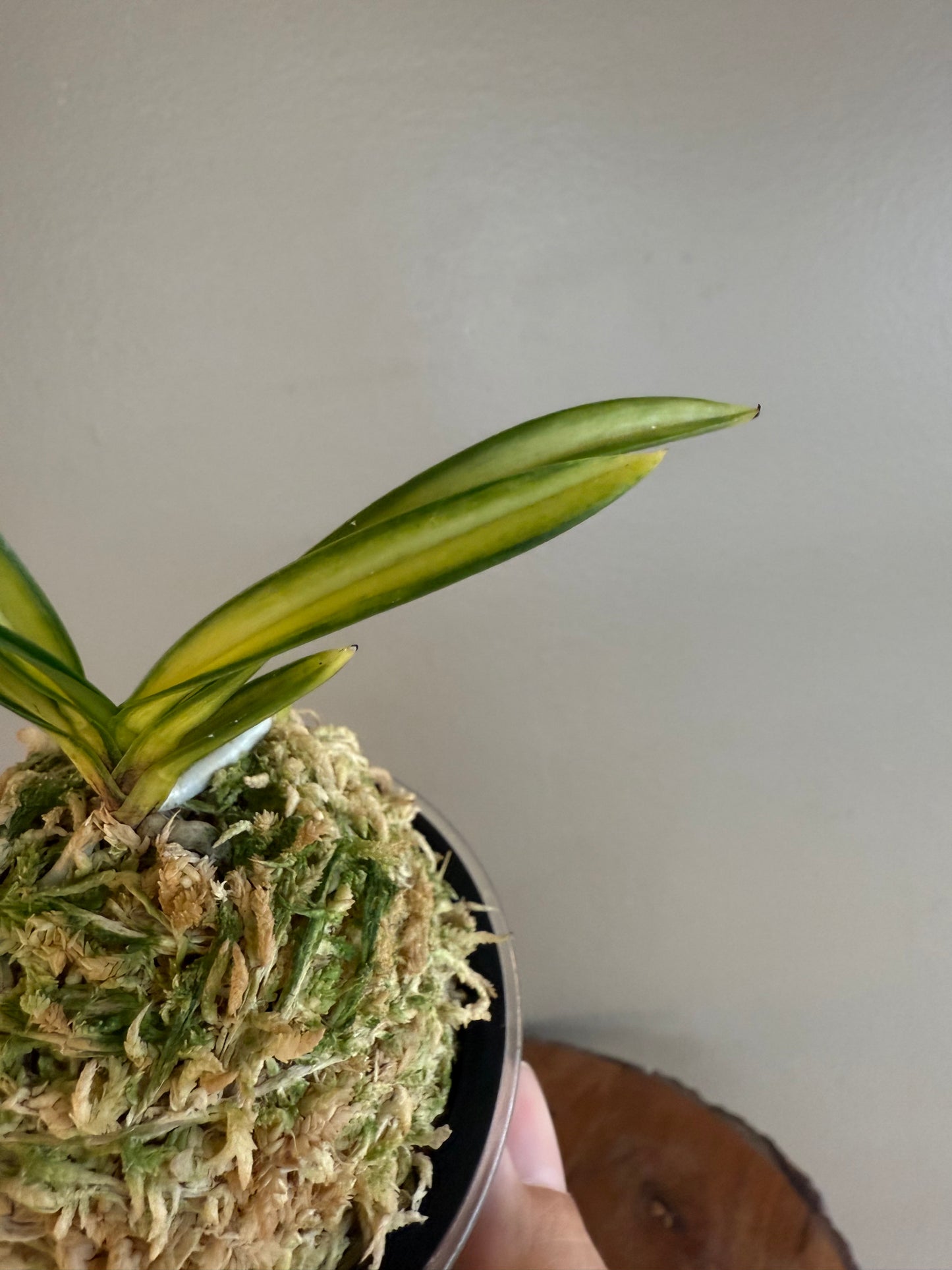 Neofinetia falcata Oboroduki 朧月