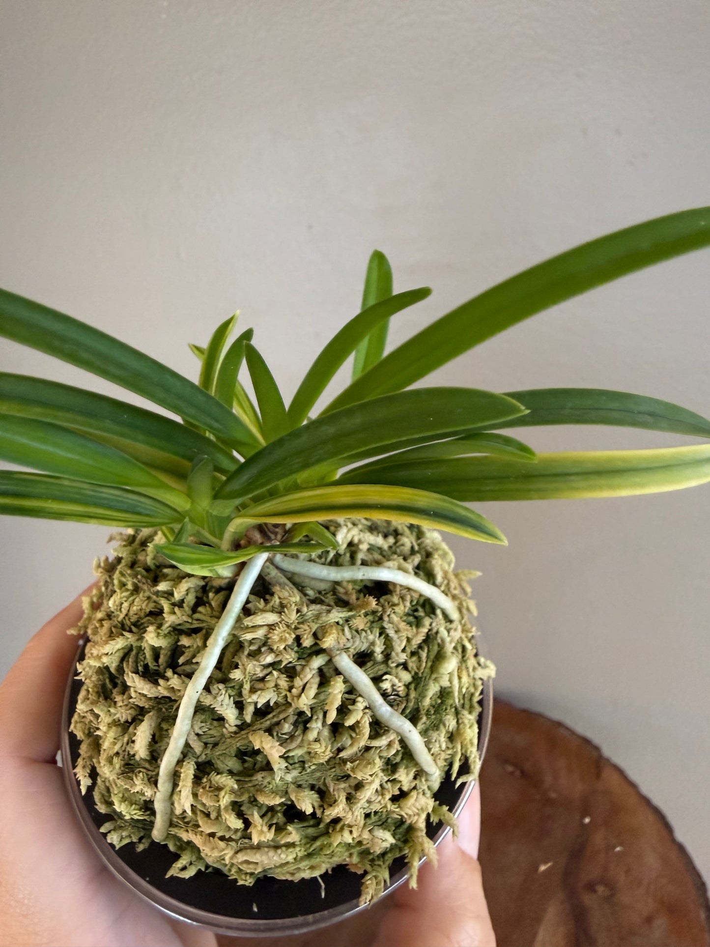 Neofinetia falcata Yaegoromo 八重衣