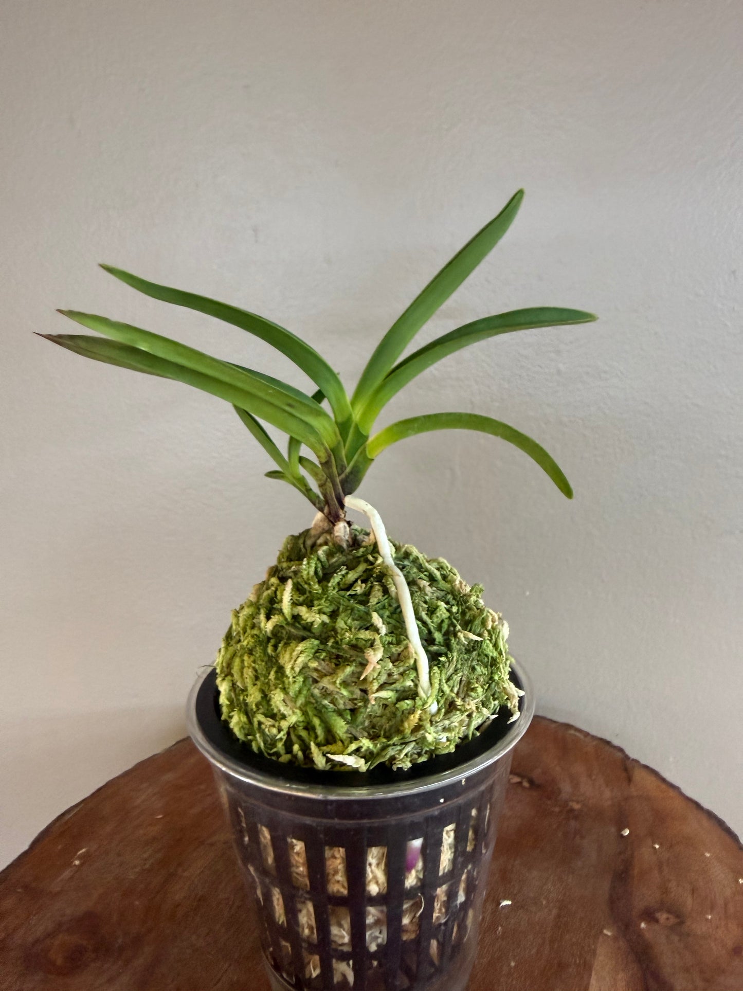 Neofinetia falcata Taiga 大河