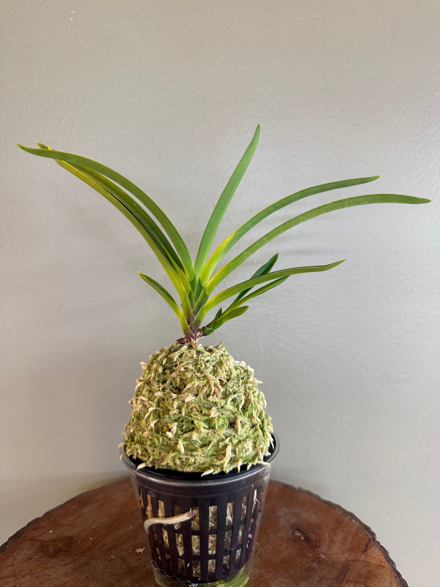Neofinetia falcata Surugabotan 駿河牡丹