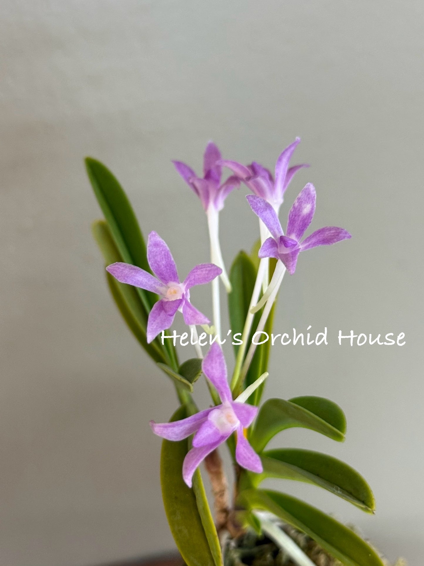 Neofinetia falcata Hongseong 紅星