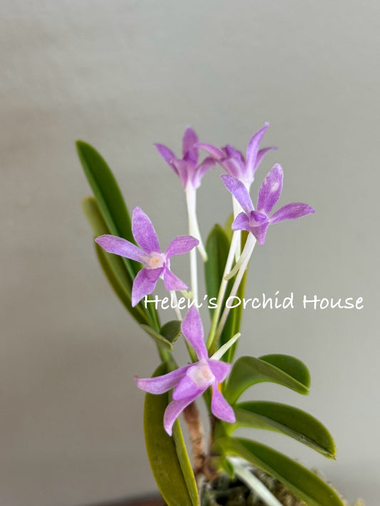 Neofinetia falcata Hongseong 紅星