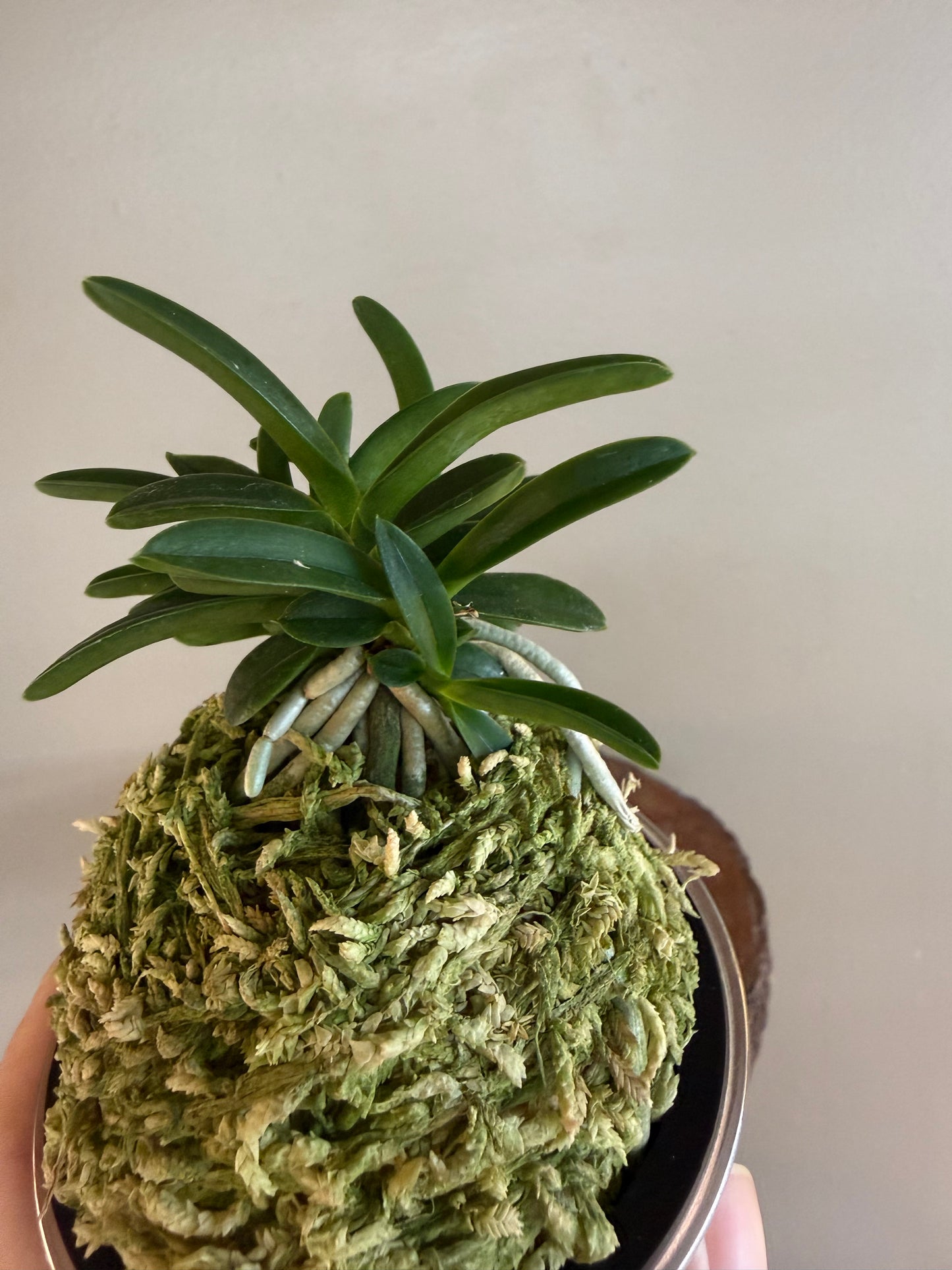 Neofinetia falcata Odong 烏童(Eboshimaru Short Leaves ）