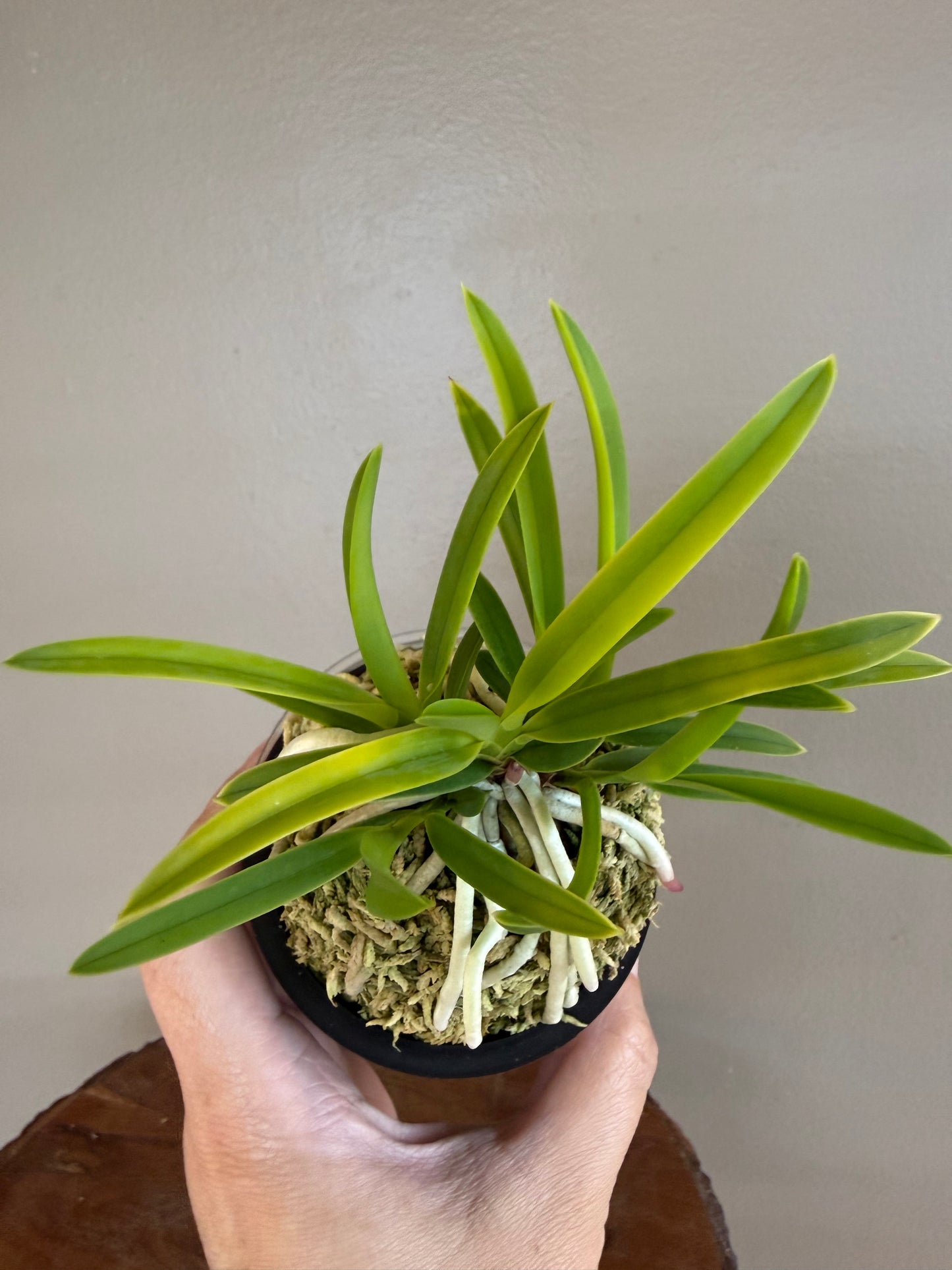 Neofinetia falcata Kinroukaku 金樓閣