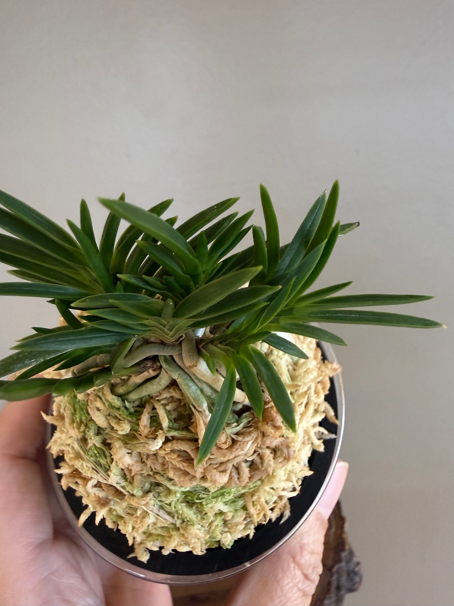 Neofinetia falcata Maiougi 舞扇