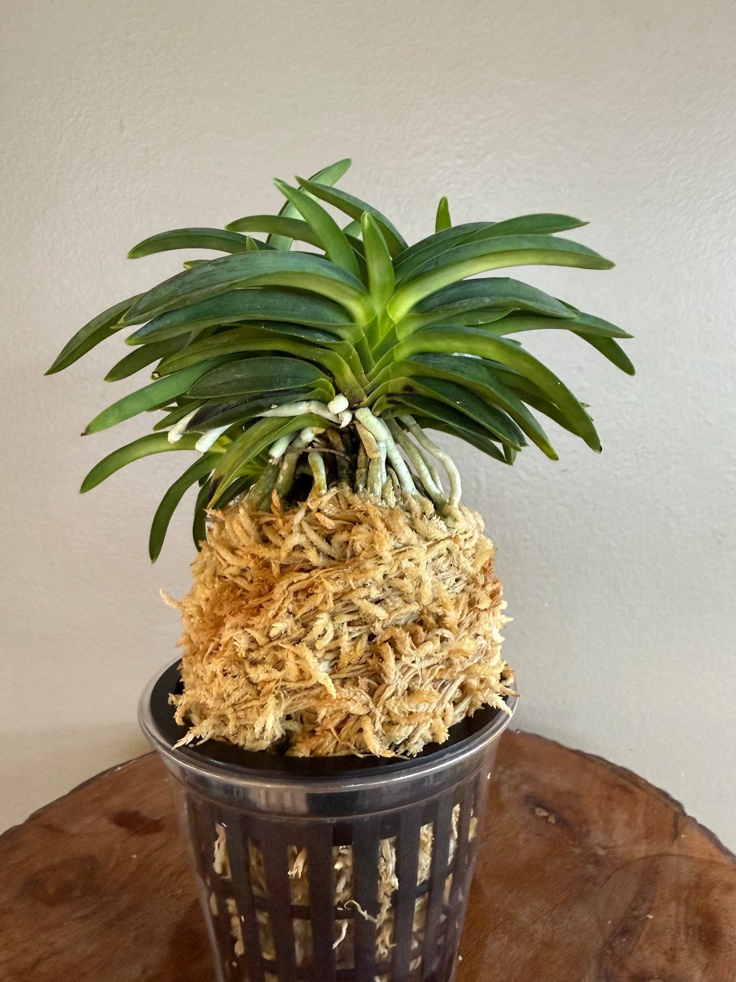 Neofinetia falcata Homeiden 豊明殿
