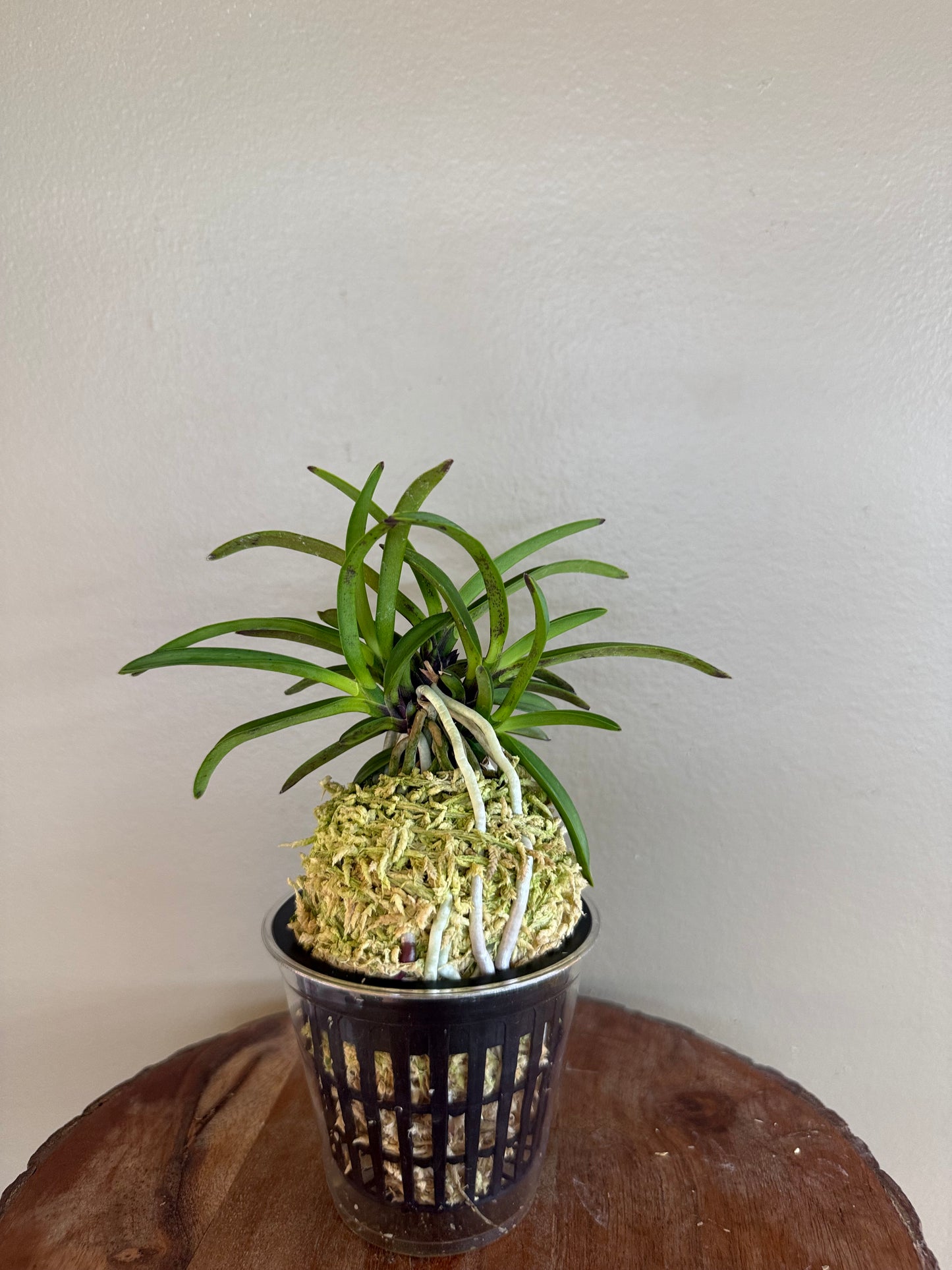 Neofinetia falcata Hong-ya (Honggang*Oushukuume) 紅也
