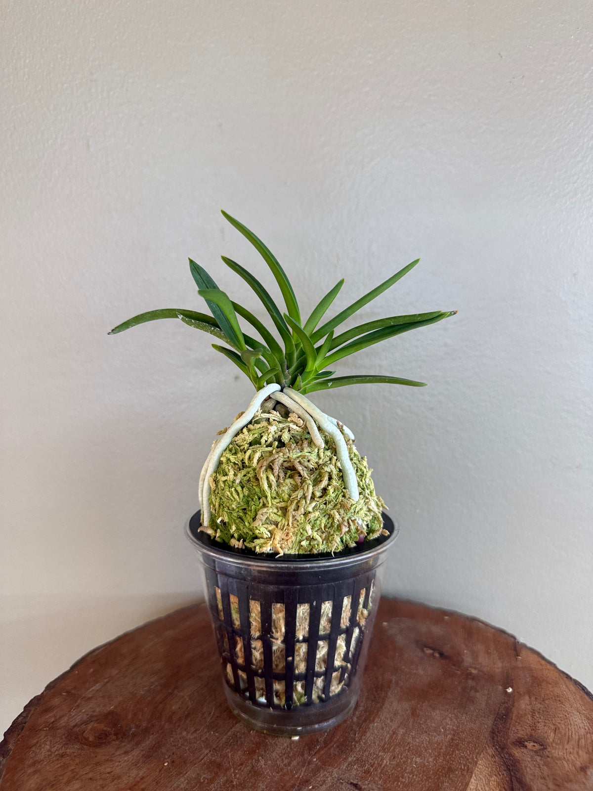 Neofinetia falcata Mangekyo 万華境