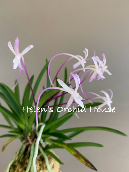 Neofinetia falcata Shutenno 朱天王