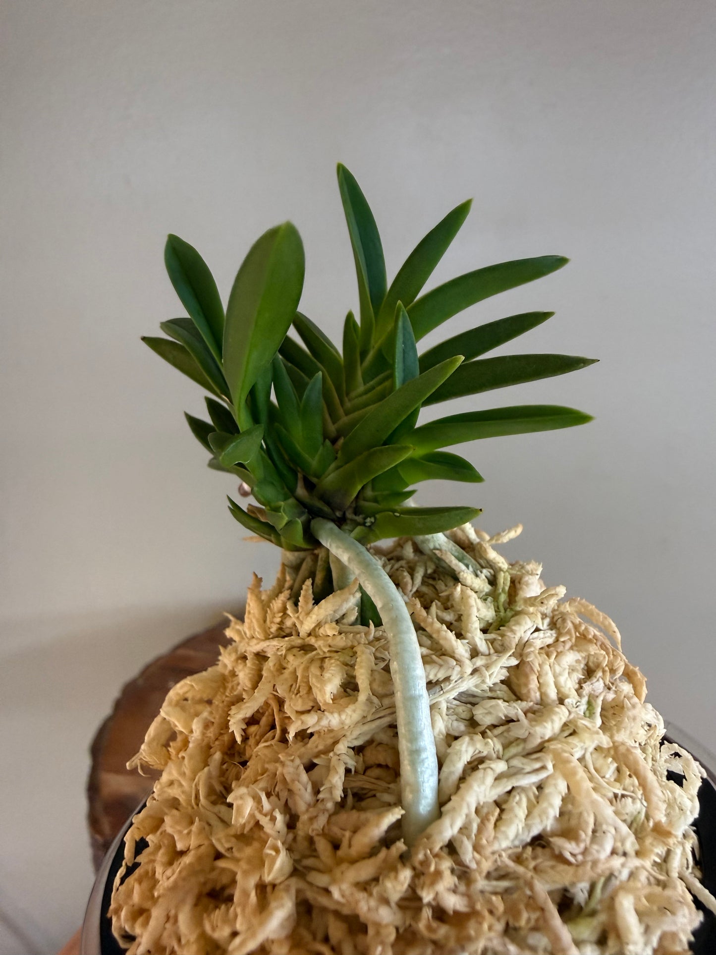 Neofinetia falcata Tensenrui 天蟾類