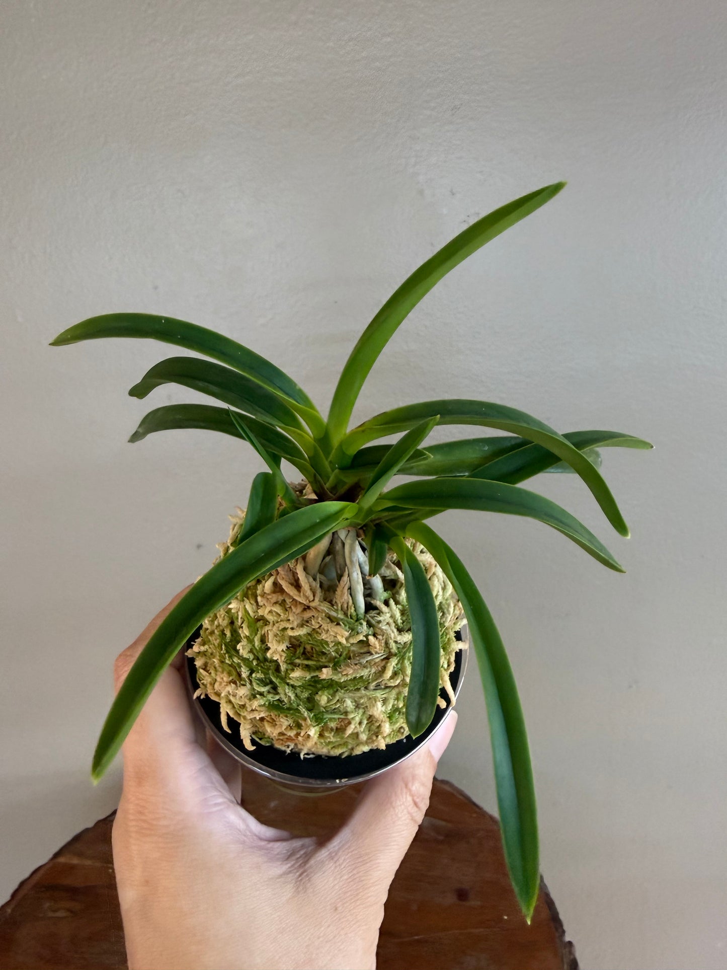 Neofinetia falcata Yamafubuki 山吹雪