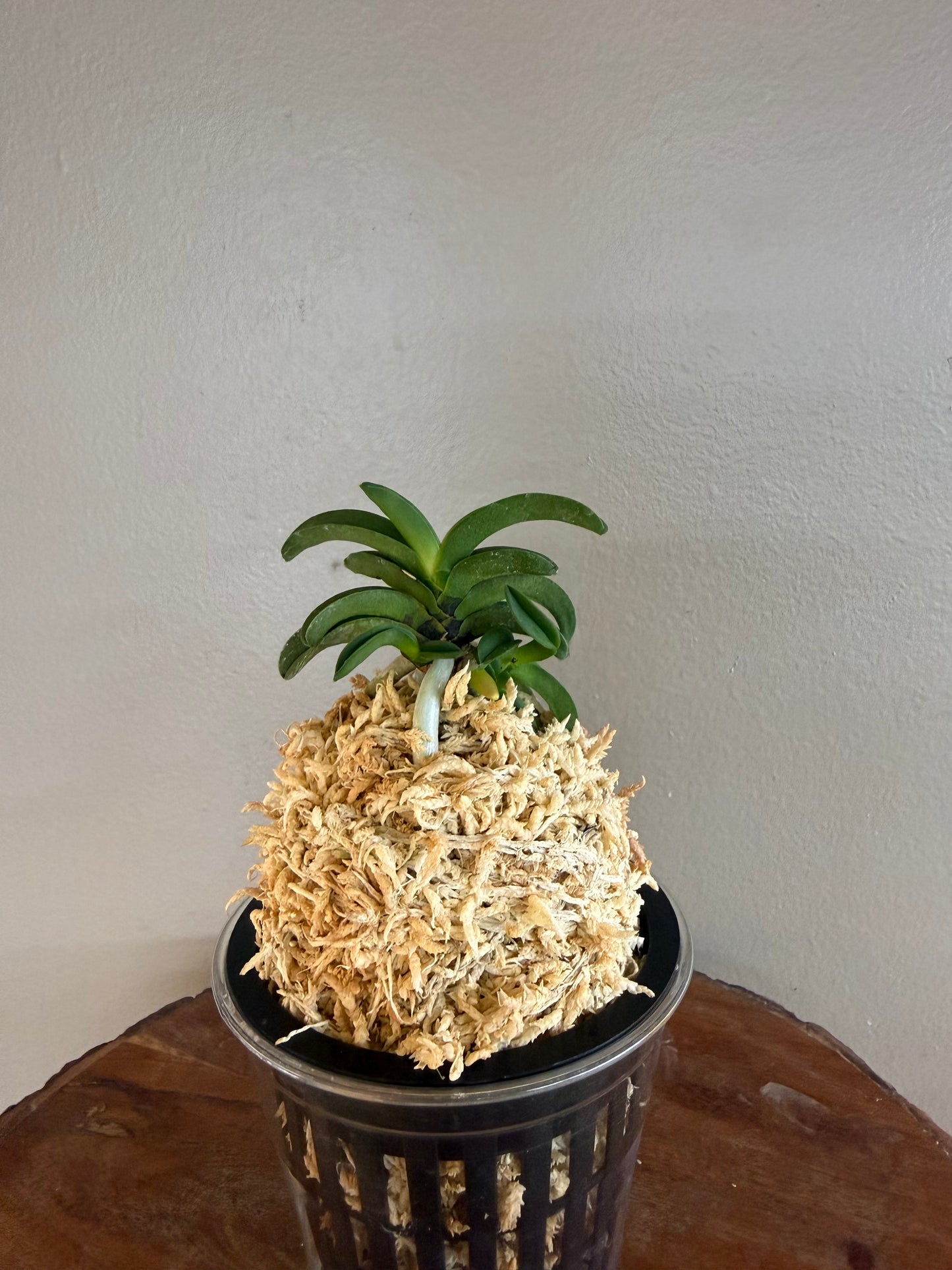 Neofinetia falcata Seikai 青海